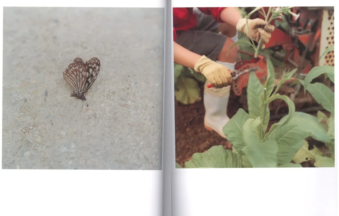 All images © 2001 Rinko Kawauchi.