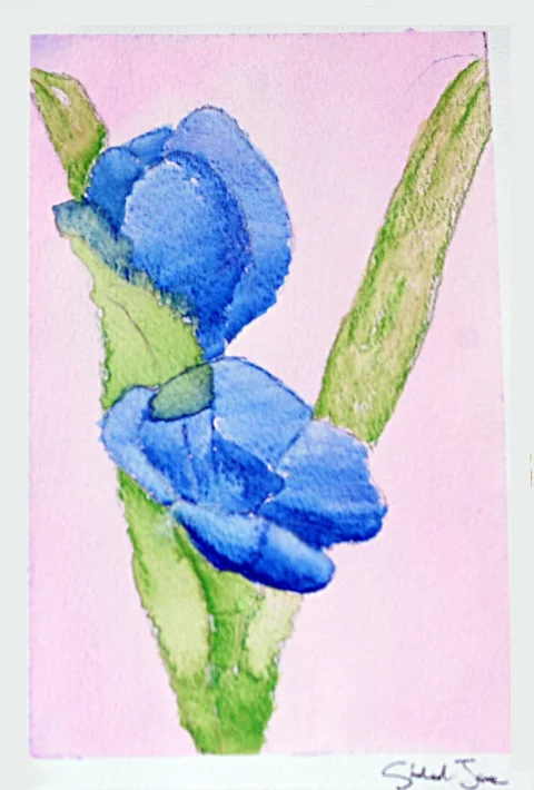 Blue Iris