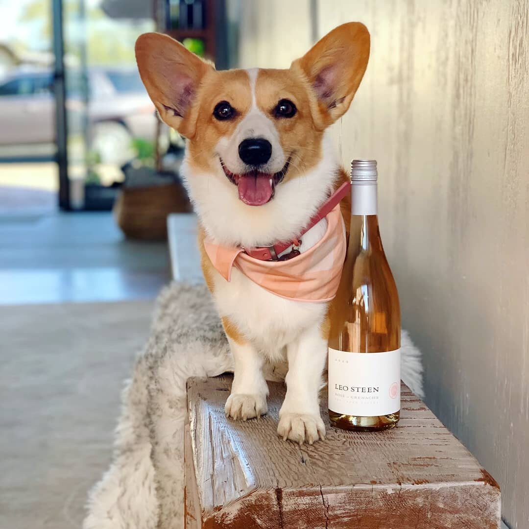 Ros&eacute; of Grenache is now available to purchase online! Shop Link in Bio or Visit us in the Tasting Room to pick up locally. 

We have reservations available today 03/19 from 1-5pm if you want to taste it in person but are SOLD OUT for seated ta