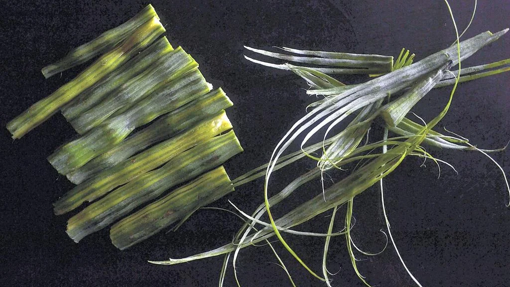 The National, The Magic of Moringa