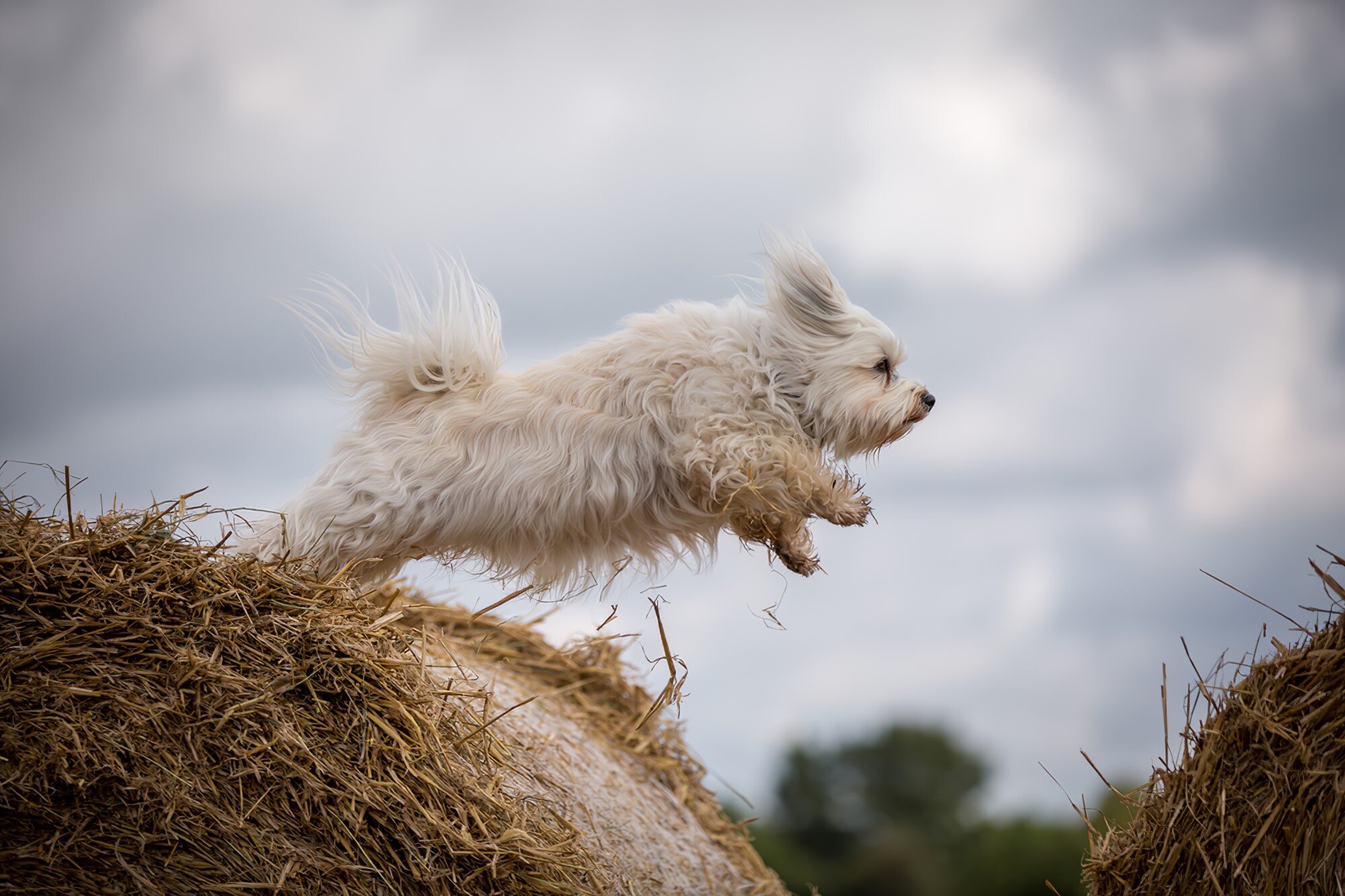 Kleiner Hund.jpg