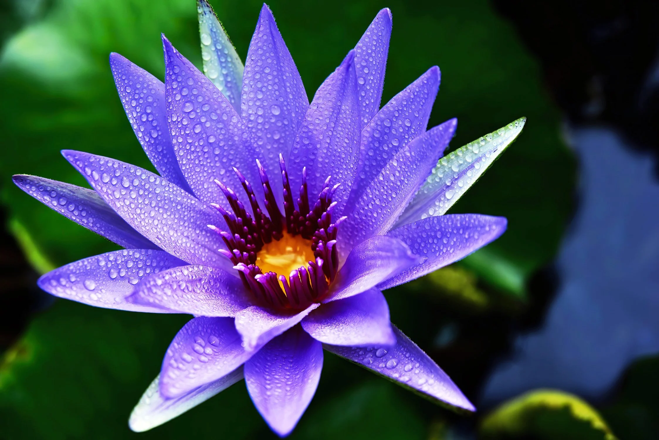 Blumen – zu schön für den Zufall!