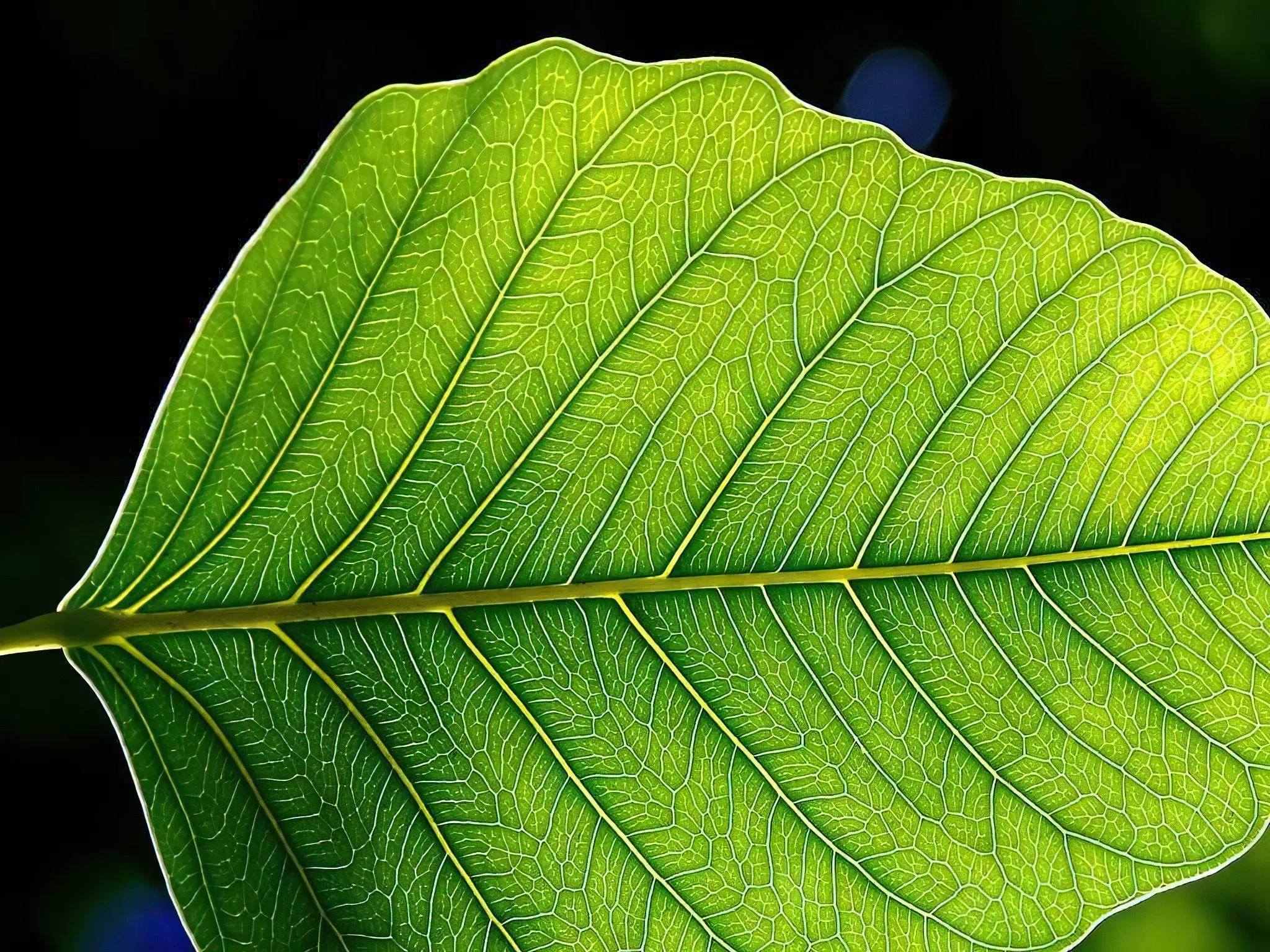 Pflanzen – das grüne Wunder