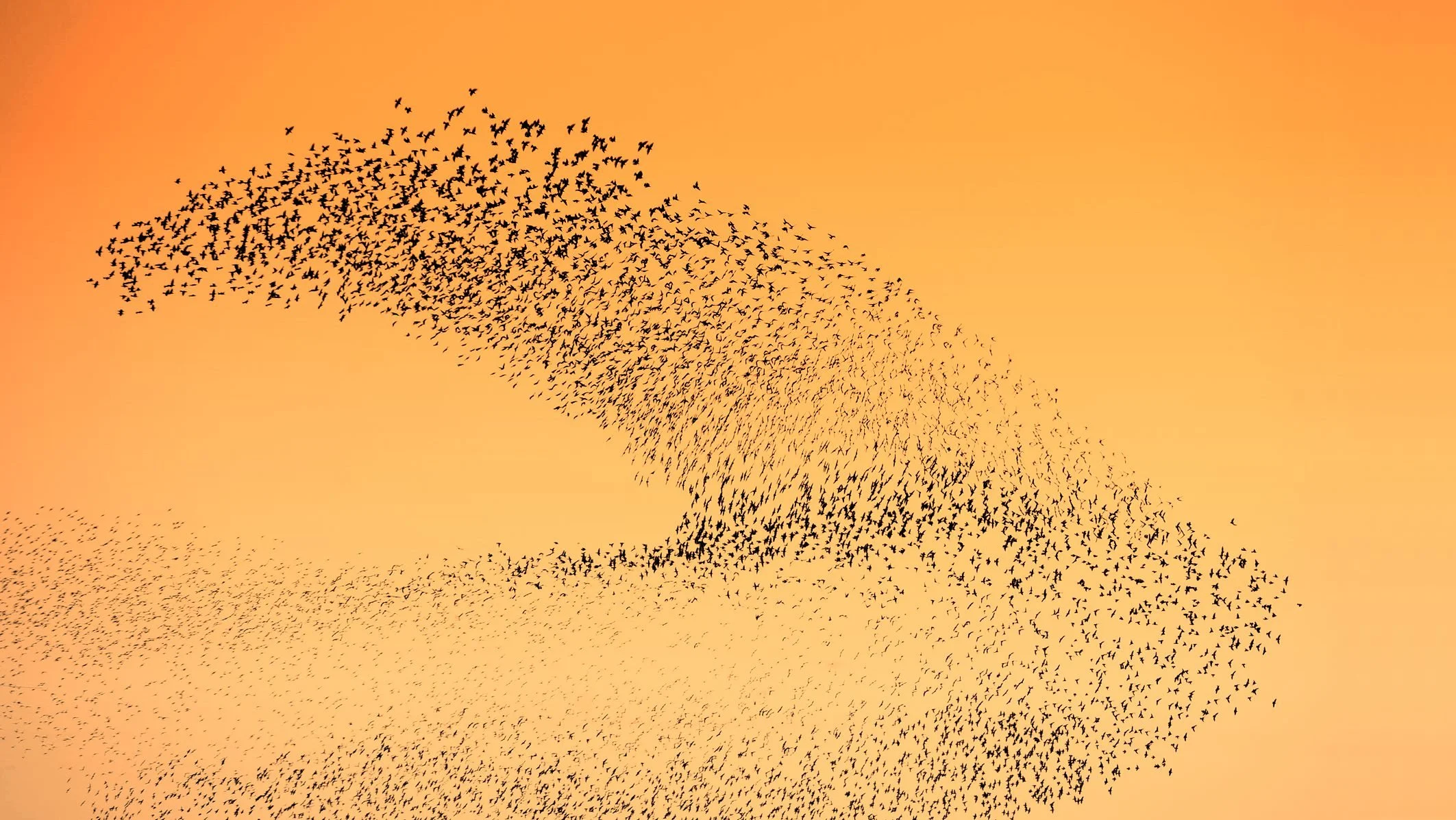 Der Vogelschwarm – kollektive Intelligenz oder ein intelligenter Schöpfer?