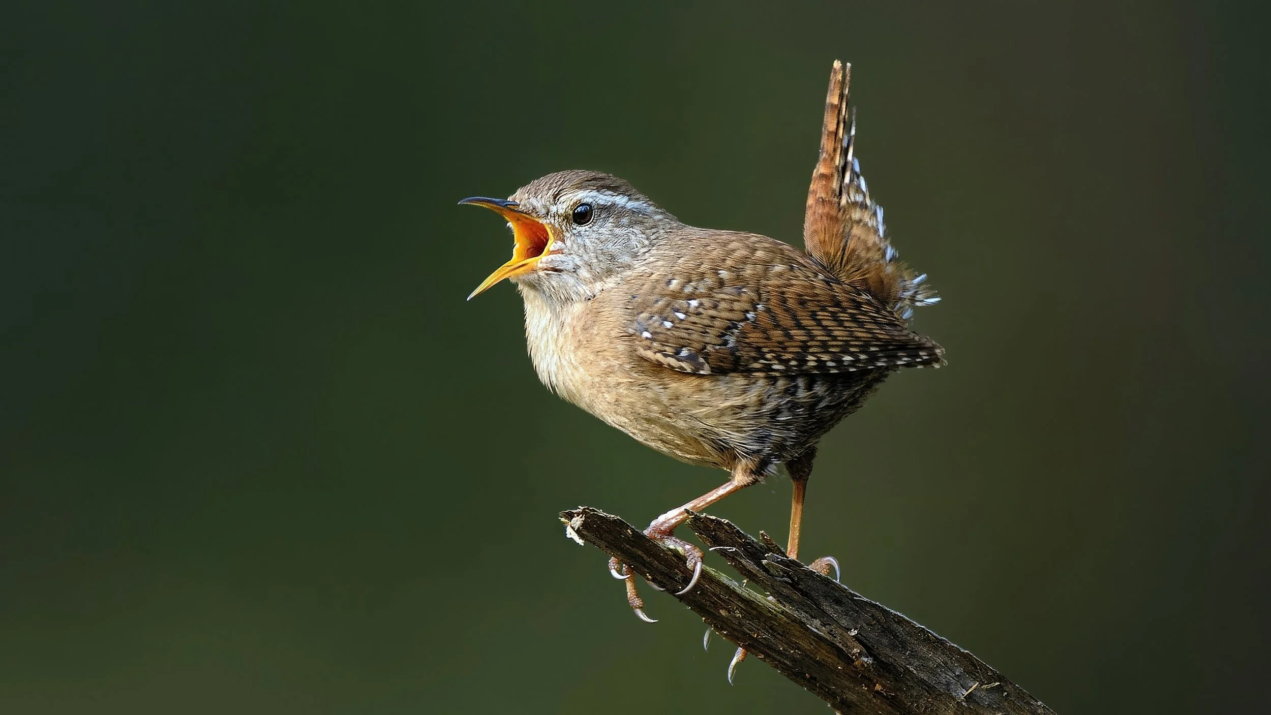 Der Vogelgesang – nichts für „Spatzenhirne“!