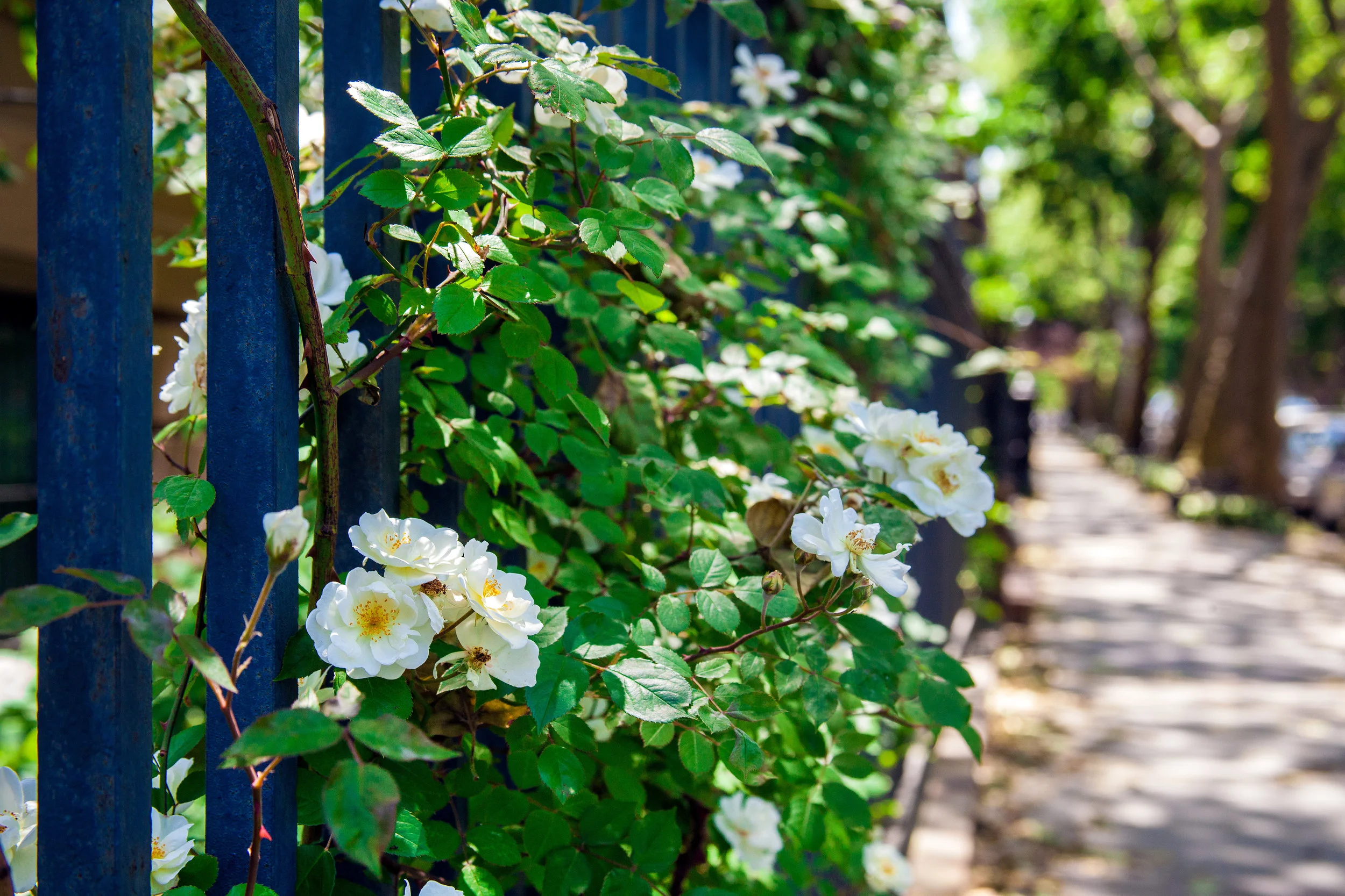 LSNY_Fort_Greene_Park-14.jpg