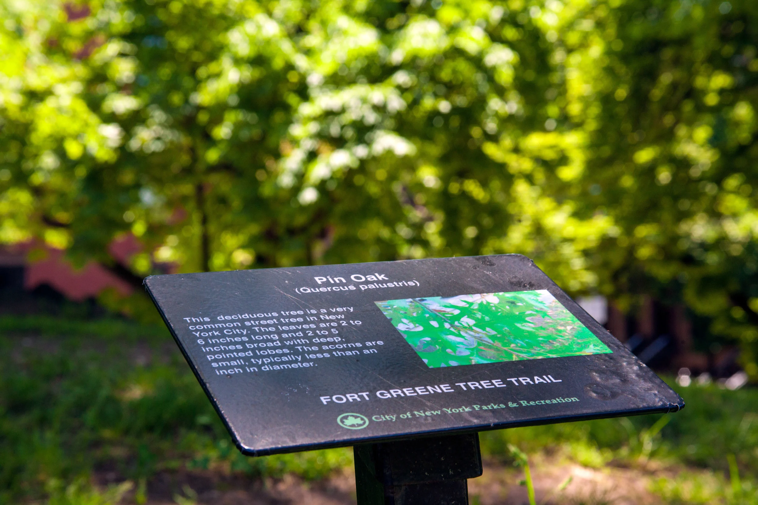 LSNY_Fort_Greene_Park-23.jpg