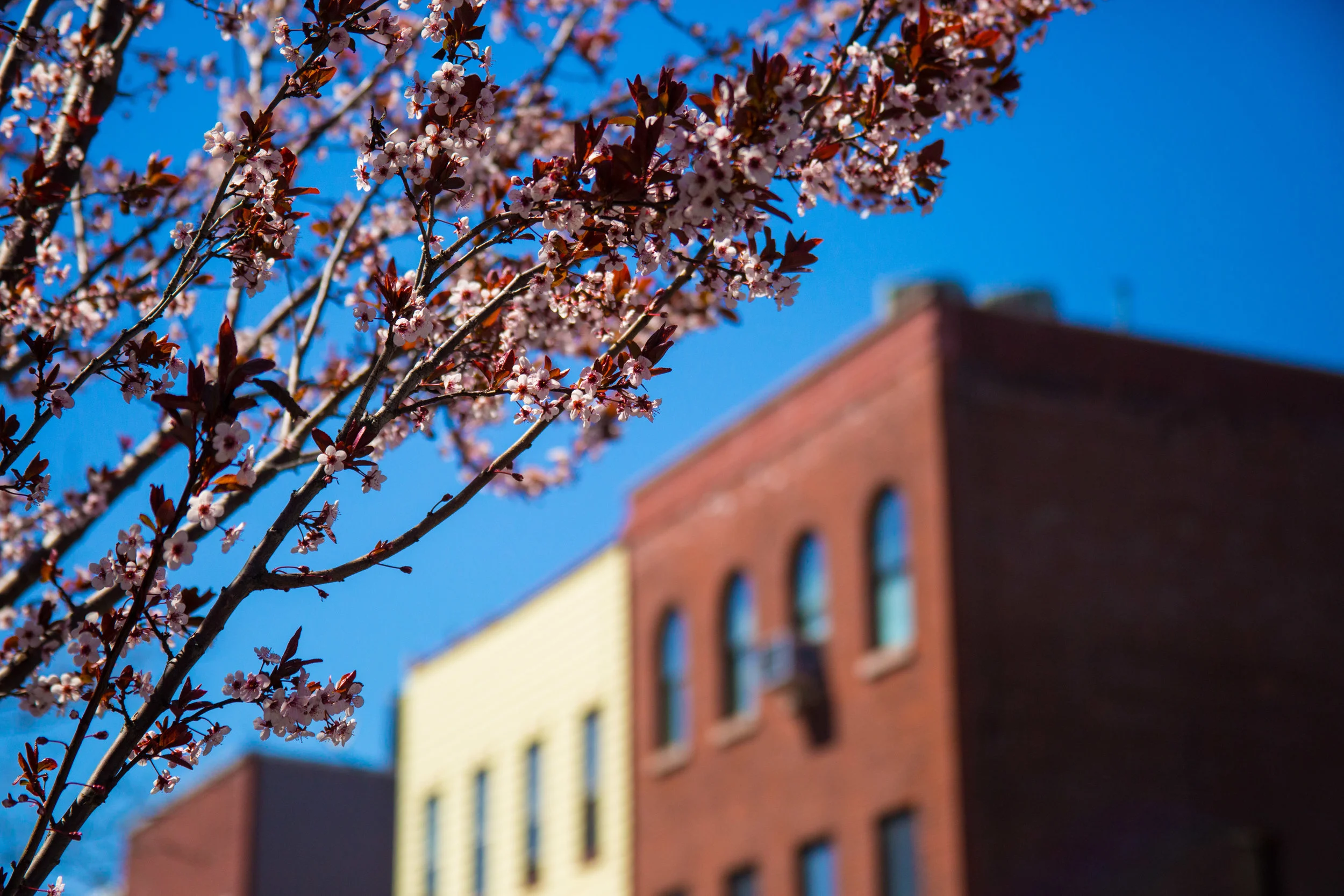 LSNY_Greenpoint-92.jpg