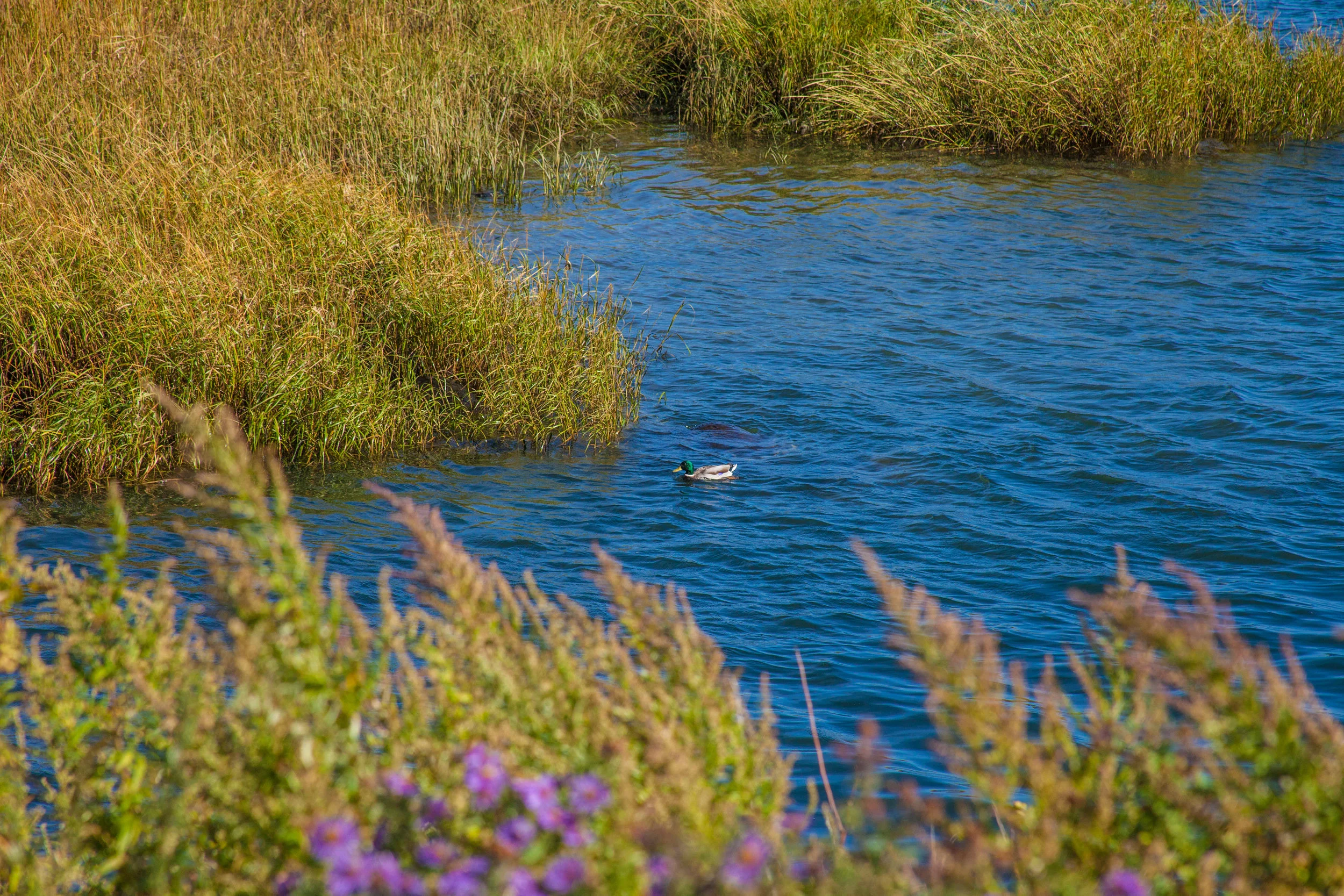 Lets_See_NY_Nature_Center-7.jpg