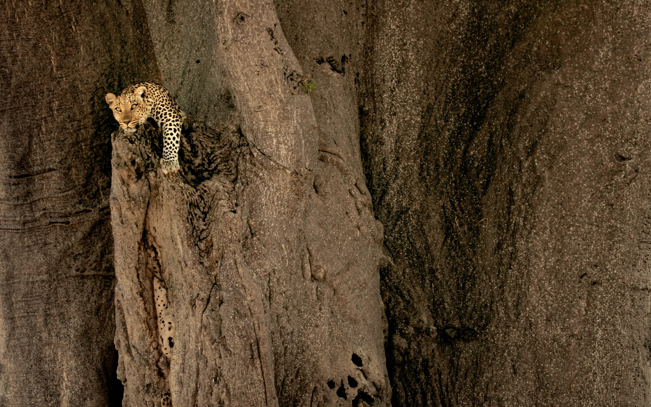 NatGeo09.jpg