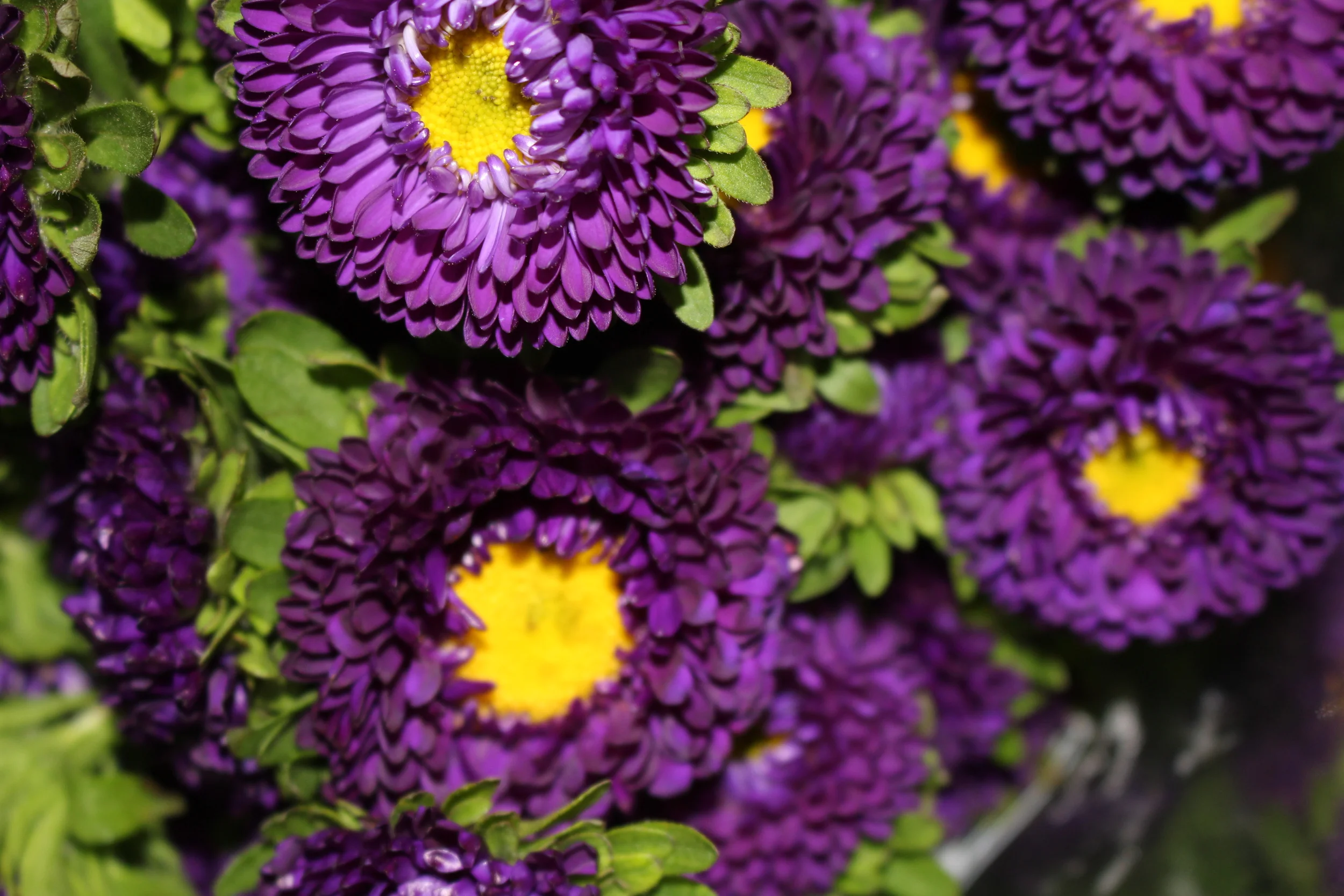 Thanks to NorthAmerican Wholesale Flowers for letting us take pictures!