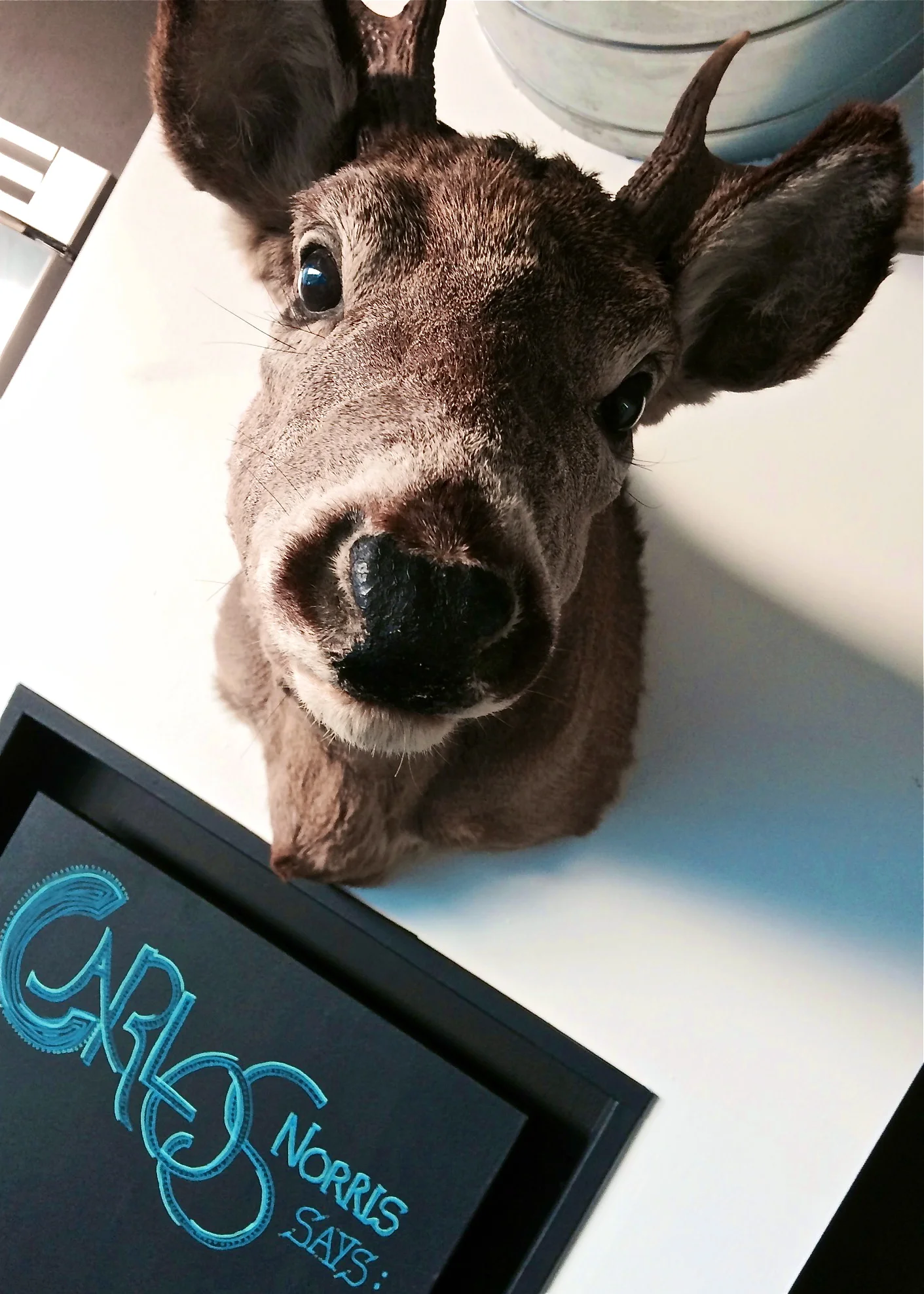 Carlos Norris, the deer