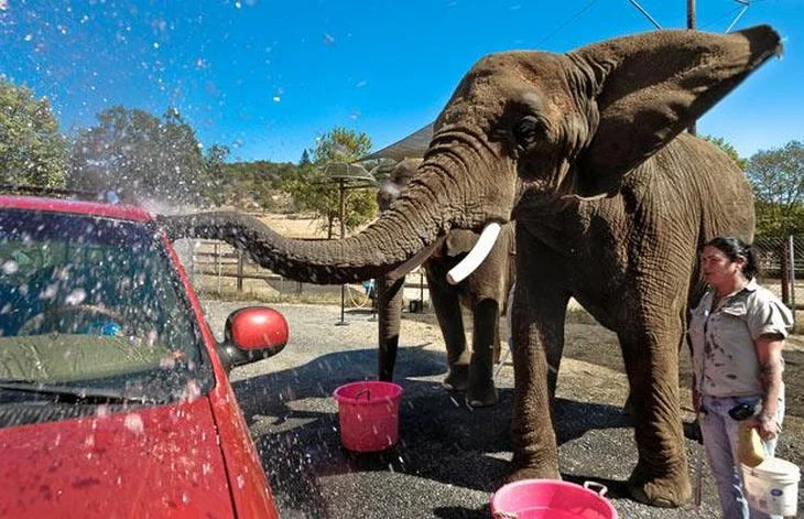 Elephant_Car_Wash_2.jpg