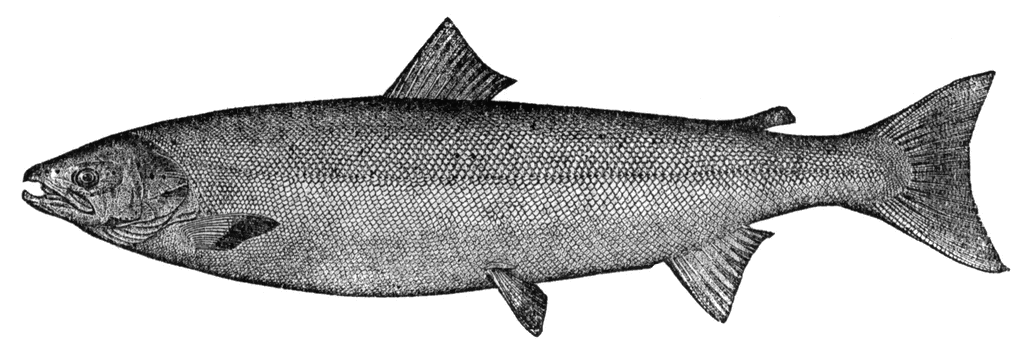 Description of Photo Here