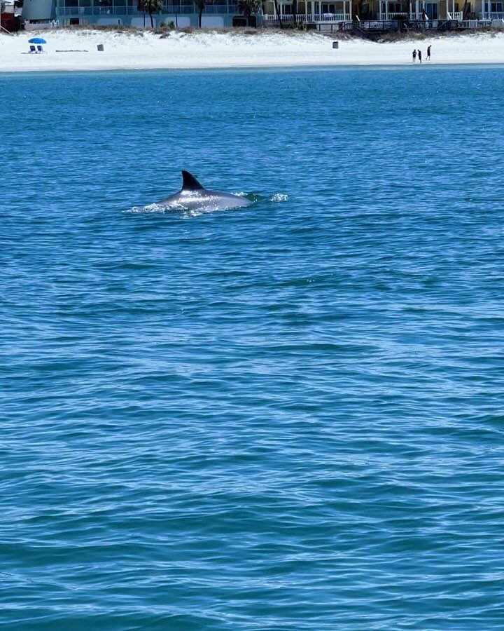 Water is a little cold but these guys don&rsquo;t mind. So many swam by the beach this morning we had to go say hello. #dolphins #coldwater #gulfofmexico #panamacitybeachflorida #pcbfl #emeraldcoast #florida #easyewatersports #beach #coastline #flori