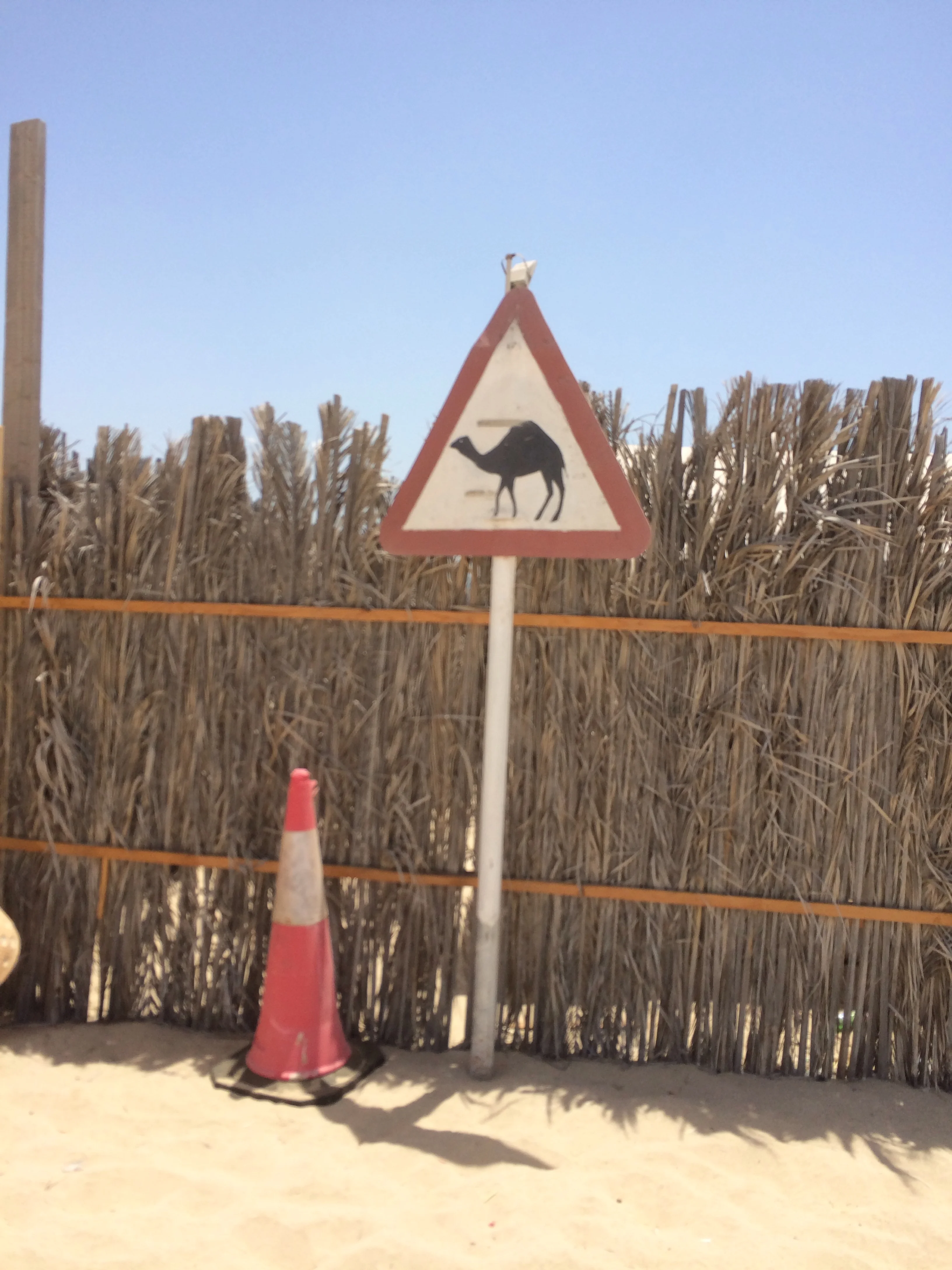 Yield to the camels (duh)