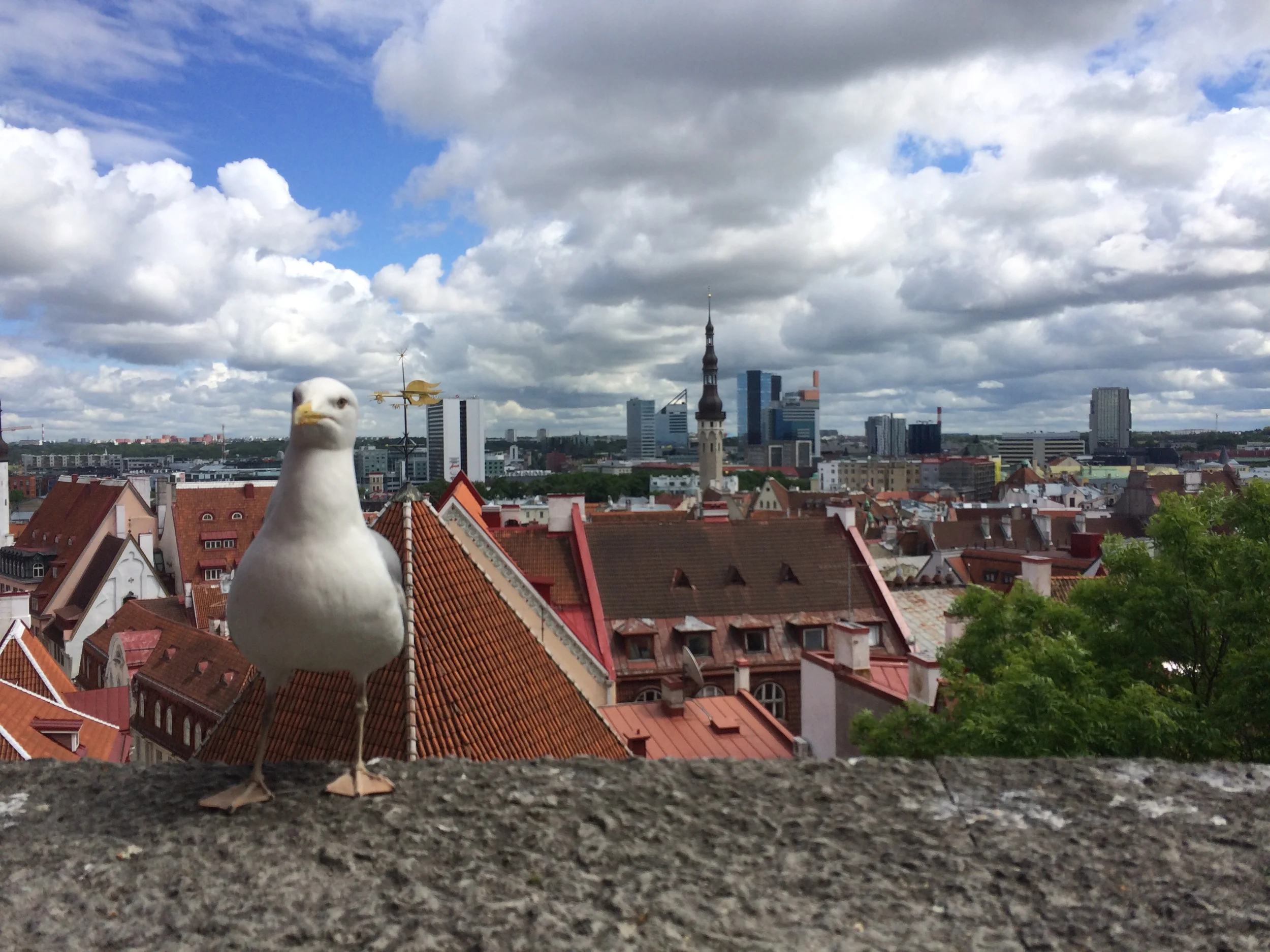 The top of Tallinn