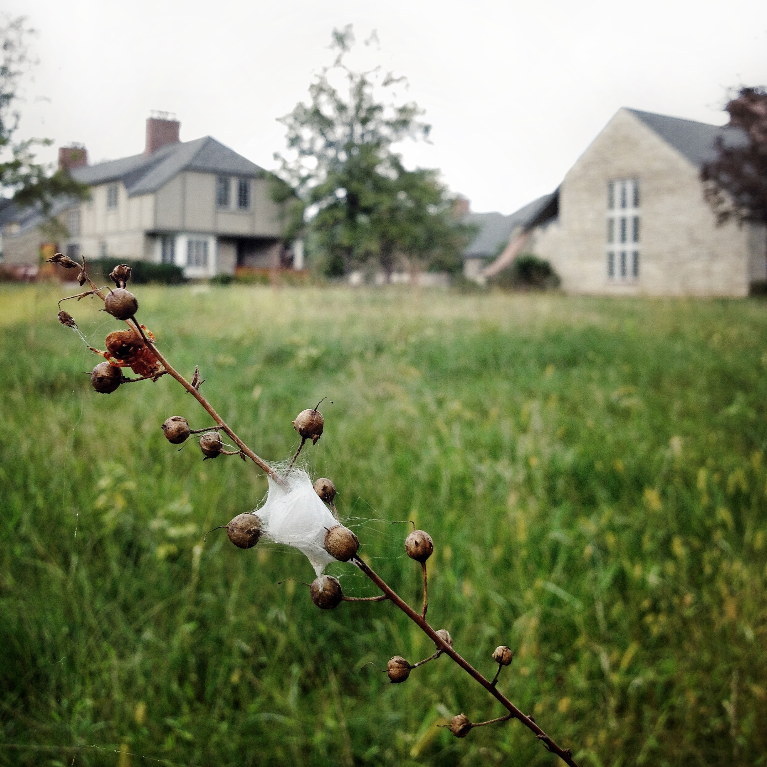 spillman farmer architects_bryn athyn college_cottages_5561 square_vicki liantonio.jpg.jpg