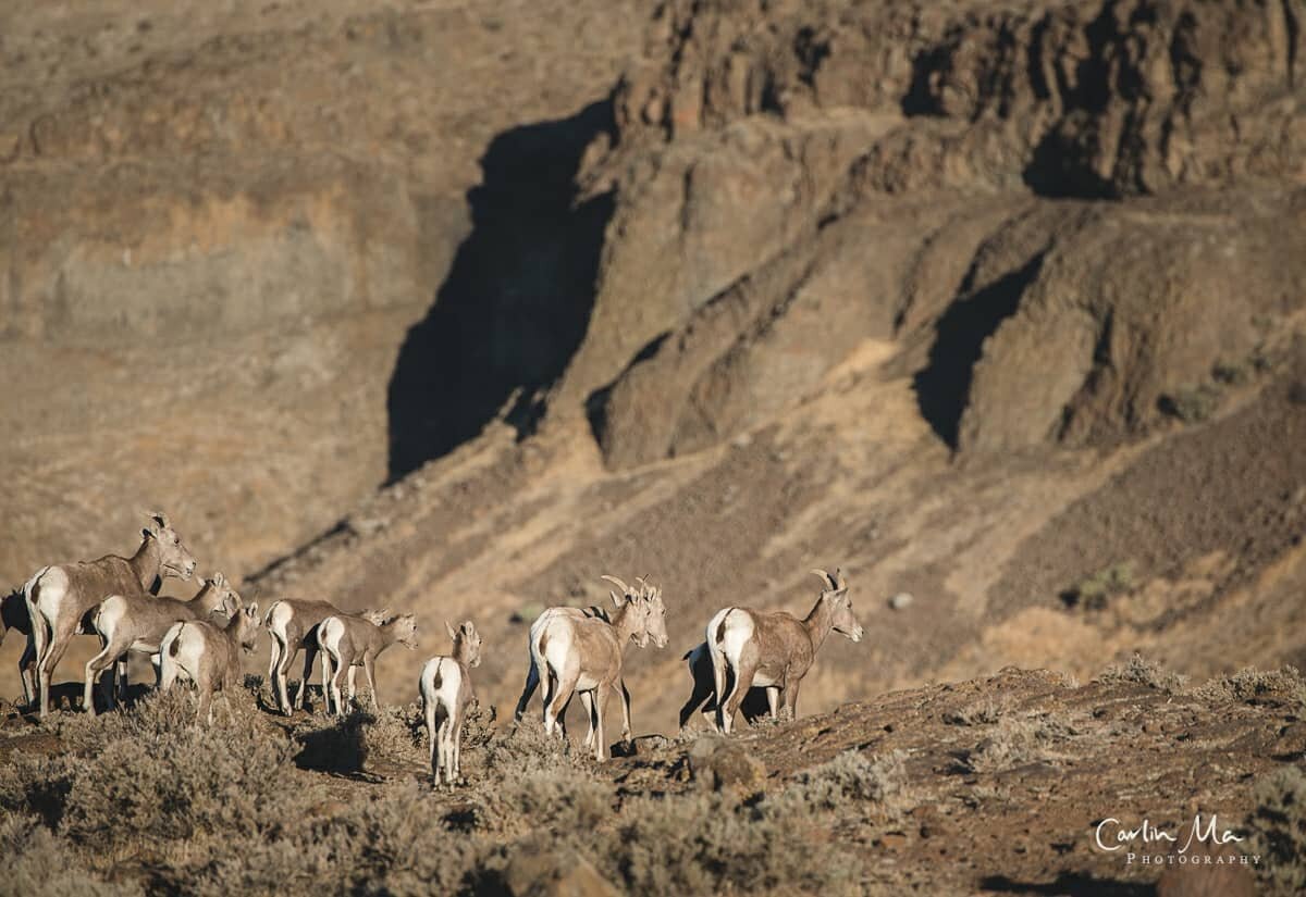 Alas, my midnight hunt of northern lights did not manifest... BUT... I'll happily settle for a herd of big horn sheep in the desert at sunrise!&nbsp; &nbsp;Karmic balance restored.
.
.
.
.
.
.
.
.
#desertcreatures #bighhornsheep #sheepatsunrise #pico