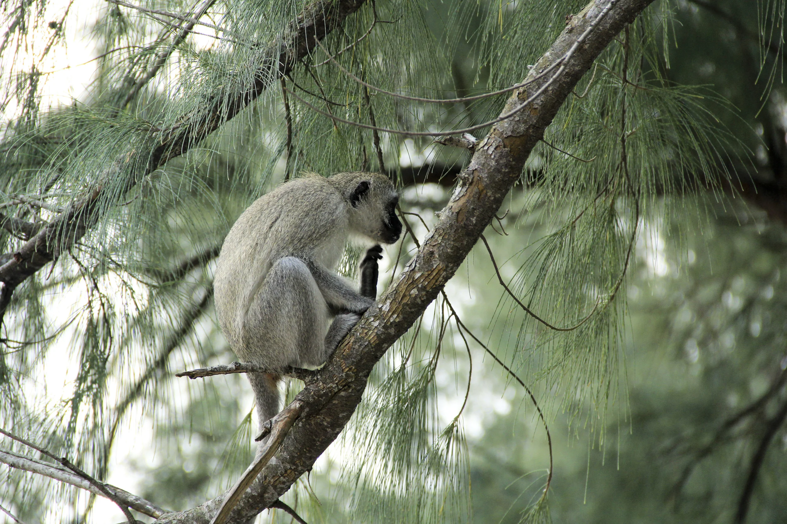 Vervet Monkey, St. Lucia, South Africa