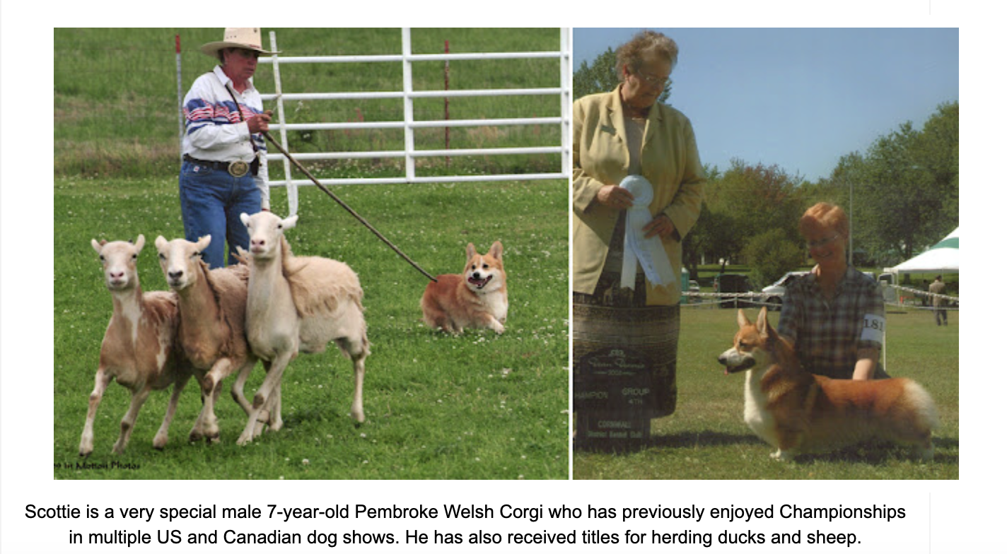a corgi herding sheep