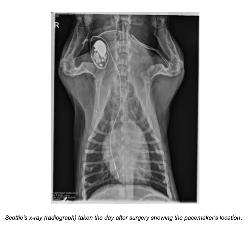 an xray of a corgi showing a pacemaker implanted by the heart
