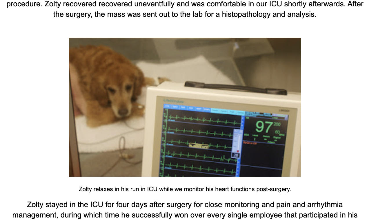 a dog being monitored post-surgery