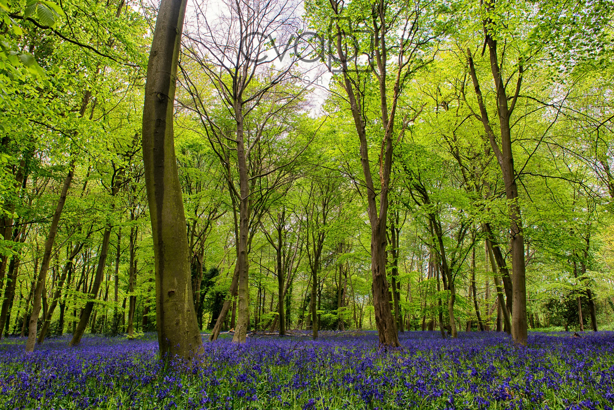 Bluebells Spring 2015 
