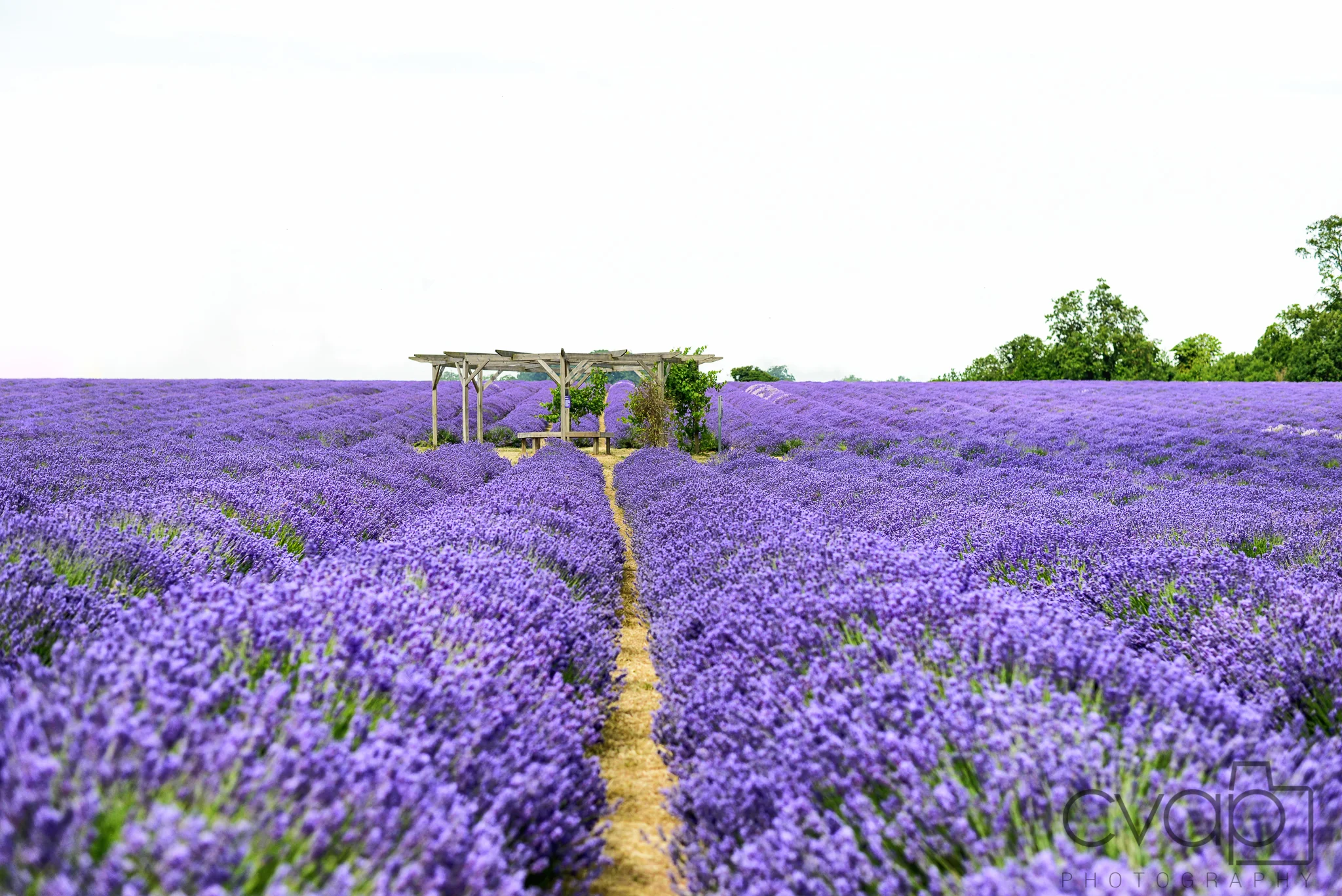 Lavender Farm