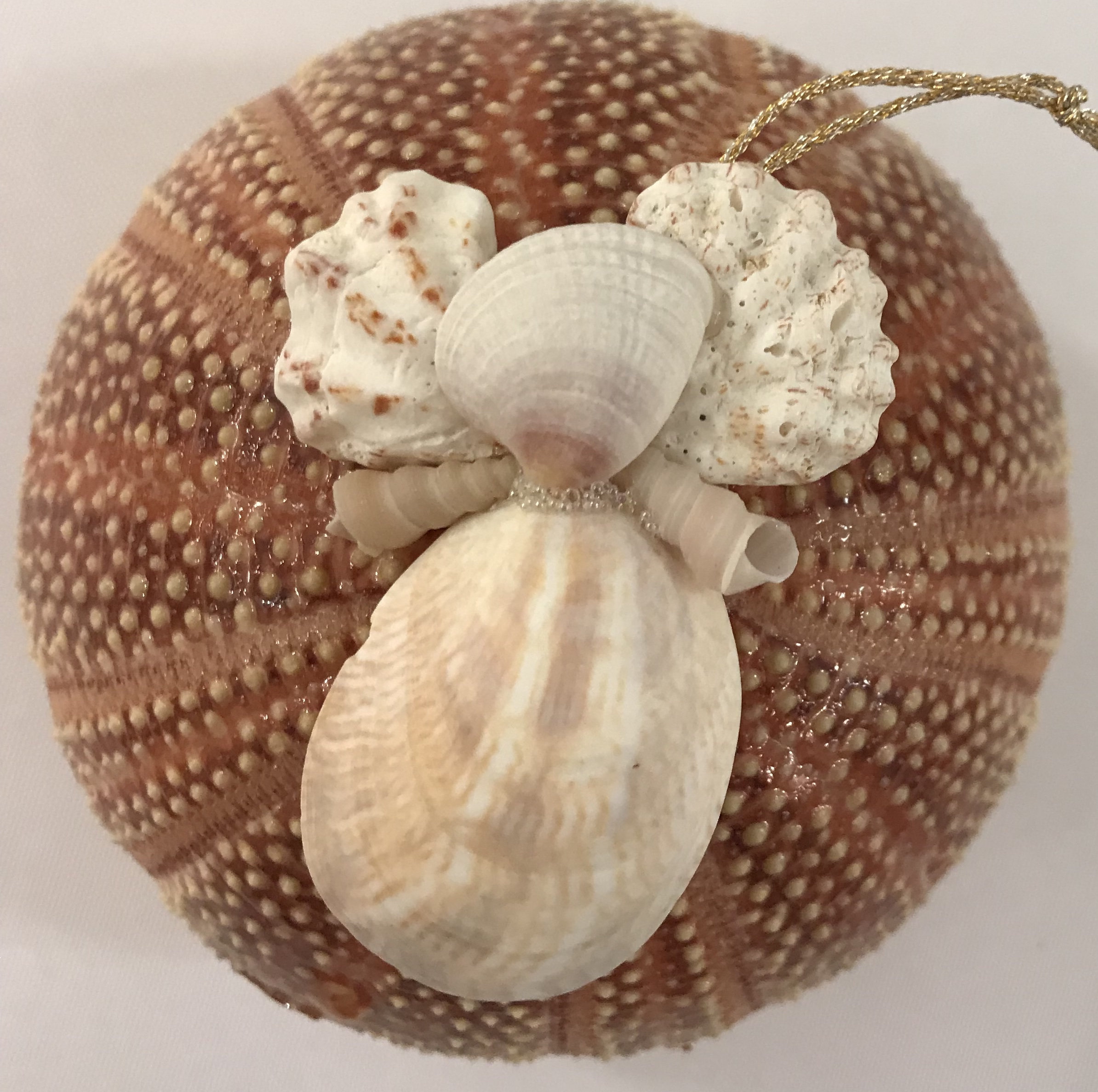 shell angel.jpg