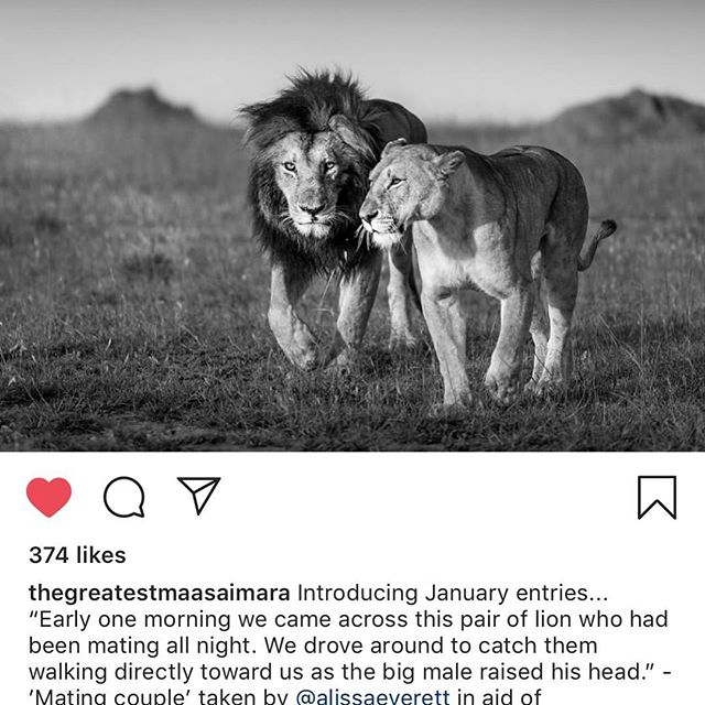 Dragging myself from Instagram oblivion with a special image I submitted for a wildlife competition. Since living in Kenya, I've begun documenting the incredible creatures with whom we share this planet. Lovely to have a mention, evening more so to have witnessed this couple. Thanks @angamasafari and @cottars.safaris #conservation #wildlife #lion #romance #Nikon #blackandwhite