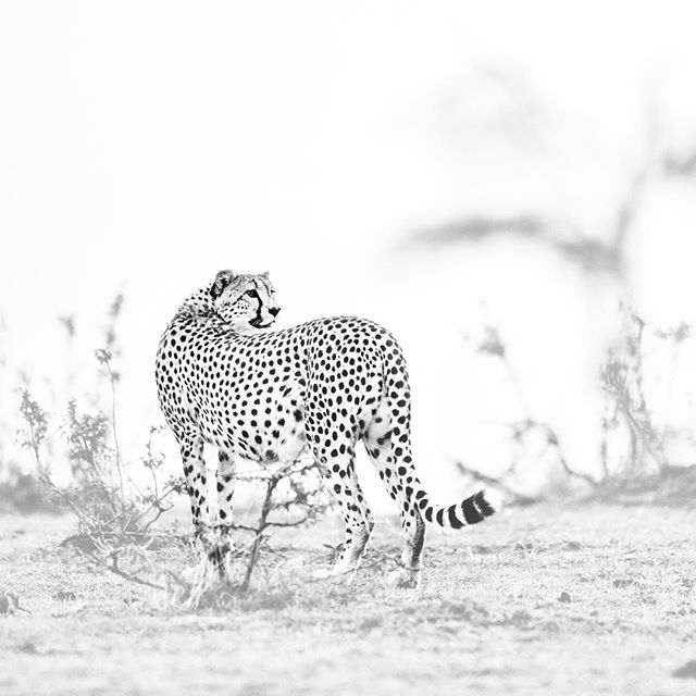 From my new Vanishing series. This beautiful cheetah female looks over her shoulder, a quick glance to be sure all is okay. Cheetah numbers are estimated at fewer than 7,000 in the wild, down almost 50% in the past 20 years, due to loss of habitat and prey, and poaching. #blackandwhite #cheetah #endangeredspecies #bigcats #kenya #wildlife #wildlifeconservation #nikon
