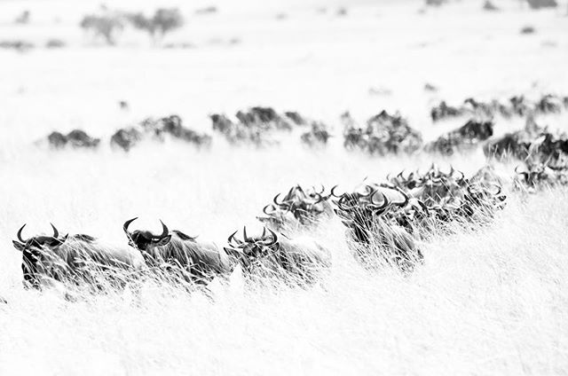 Vanishing - populations of wildebeest. UN Environment Program estimates migrating populations in East Africa have declined drastically by two-thirds since the 1980s due to loss of migratory corridors, increasing human population densities, expanding agriculture and urbanization. #kenya #endangered #wildlifeconservation #wildlife #blackandwhite #nikon