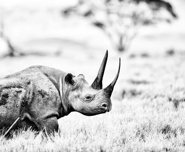 Vanishing.. the black rhino. The smaller of the African species, a browser, asshole and very shy, black rhinos weigh about a ton and can live to be 30-35 in the wild. An estimated 65,000 roamed Africa in the 1970s, by 1995 had dwindled to less than 2,500. Today, thanks to conservation efforts, the number has increased to over 5,000 but they remain critically endangered. I photographed this male in the Lewa Conservancy, home to 14% of Kenya's rhino, with no incidents of pacing since 2013. #lewaconservancy #lewa #kenya #wildlife #conservation #nikon #endangeredspecies #rhino #blackandwhitephotography