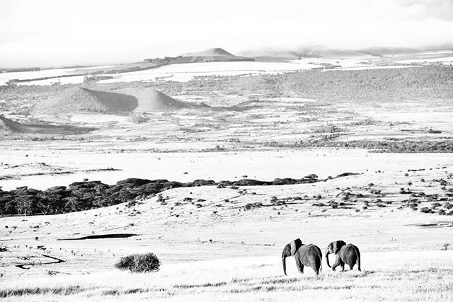 Another image from my Vanishing series. Lewa elephants. A protected corner, a population thriving, yet a highway in the distance. What does the future hold and how long can we preserve this space? #lewa #endangeredspecies #blackandwhitephotography #nikon #kenya #elephant #conservation