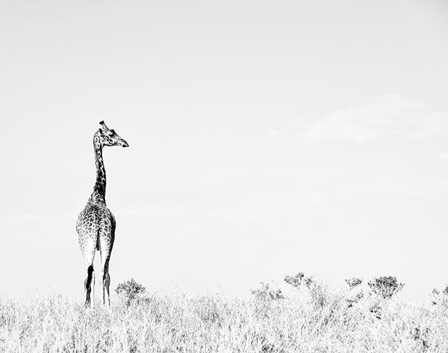 Vanishing. An image just appeared on my feed, one of four men trying to drag one of these beautiful creatures onto a truck while the trophy hunter smiled. Dare I say humans are the scourge on the planet, destroying every species in our path? So grateful to see this solitary male giraffe in the wild, so sad that their numbers are dwindling.. #giraffe #endangeredspecies #blackandwhitephotography #nikon #kenya #maasaimara