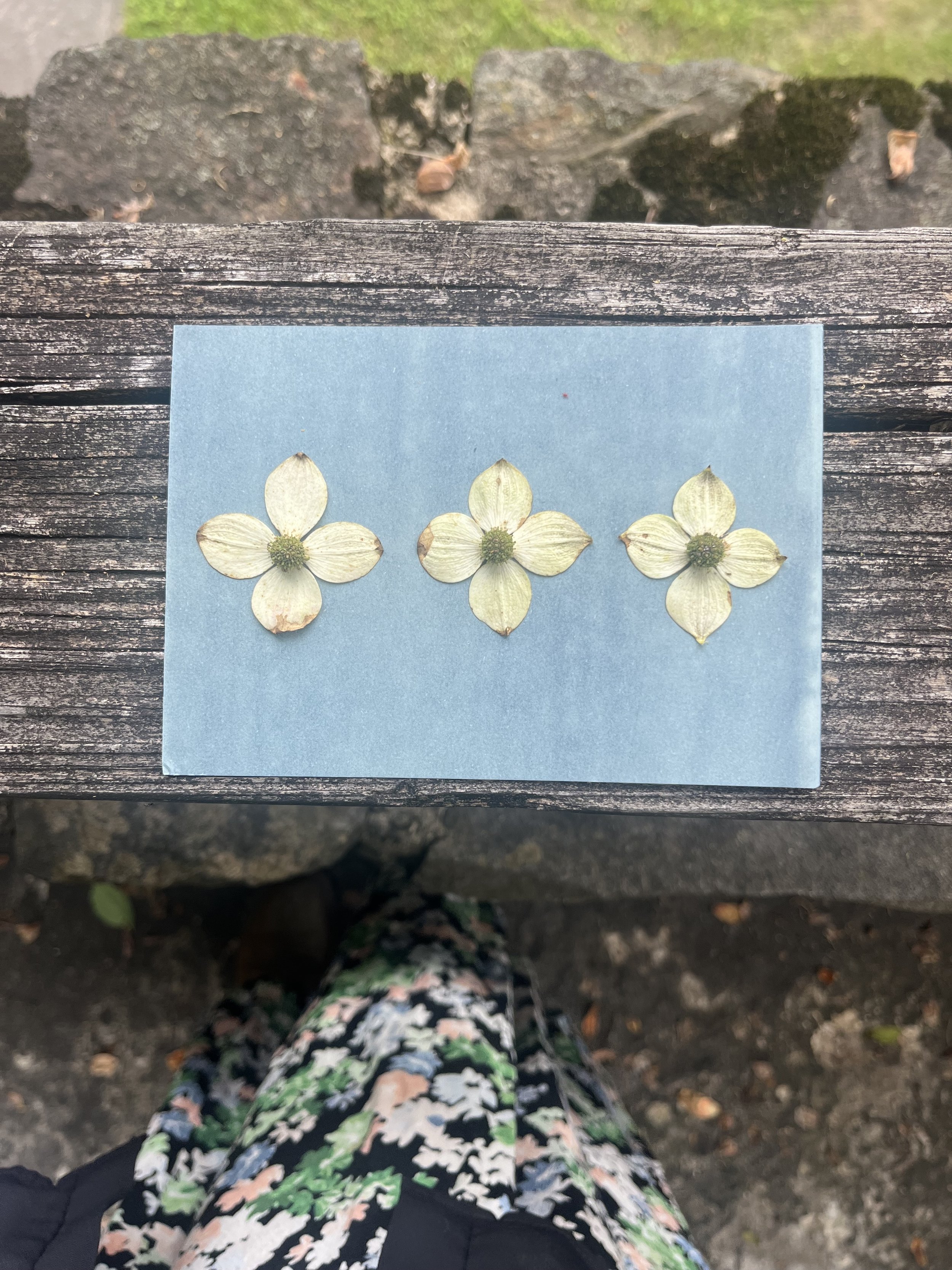 SEEING SHADOWS: Cyanotypes at the Knoxville Botanical Gardens and Arboretum