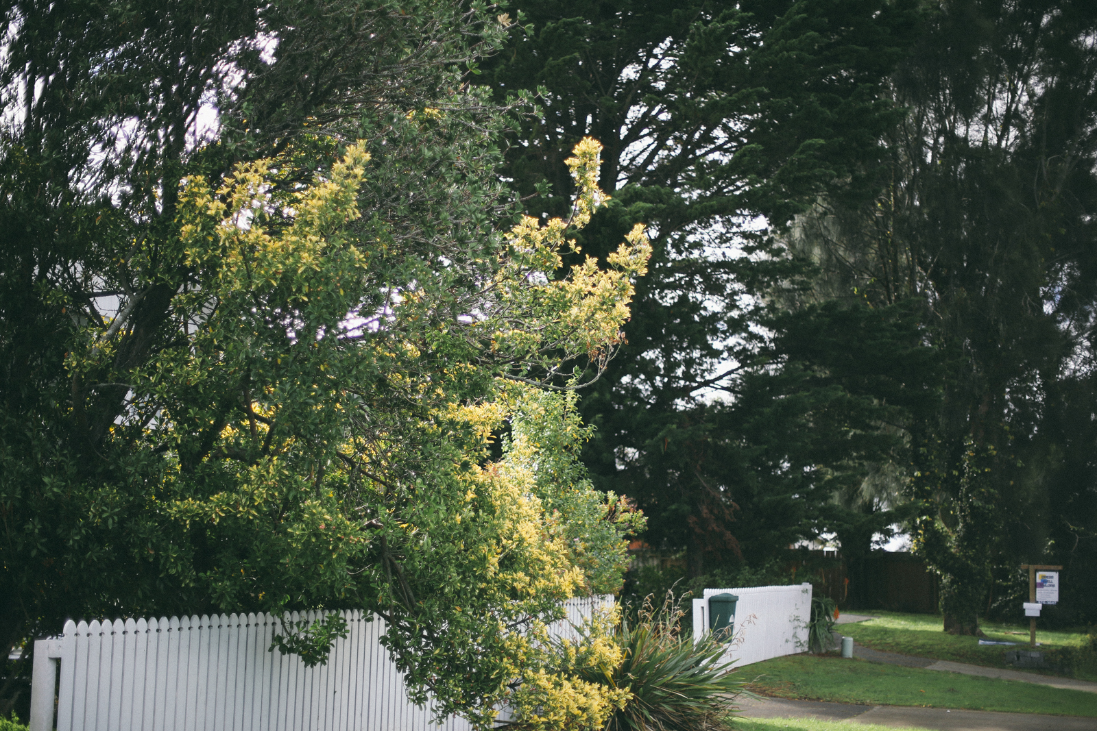 AfternoonStroll-8.jpg