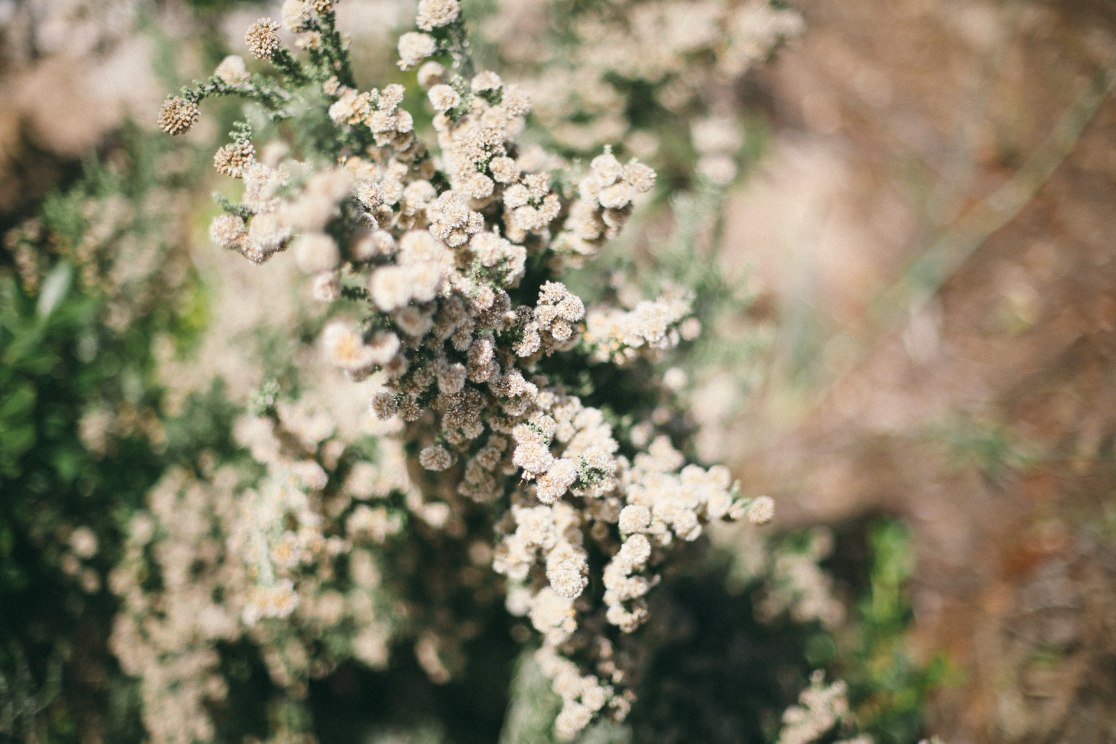 AfternoonStroll-50.jpg
