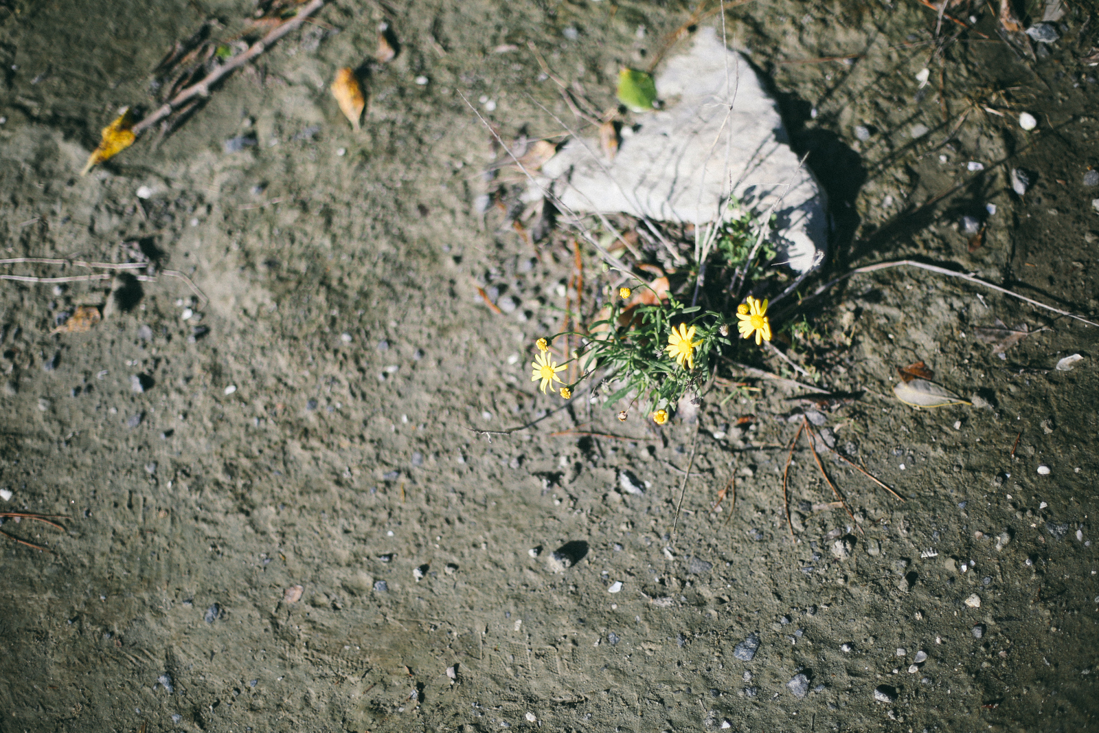 AfternoonStroll-49.jpg