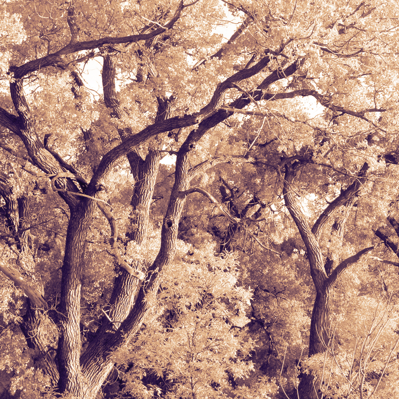 COTTONWOOD.jpg