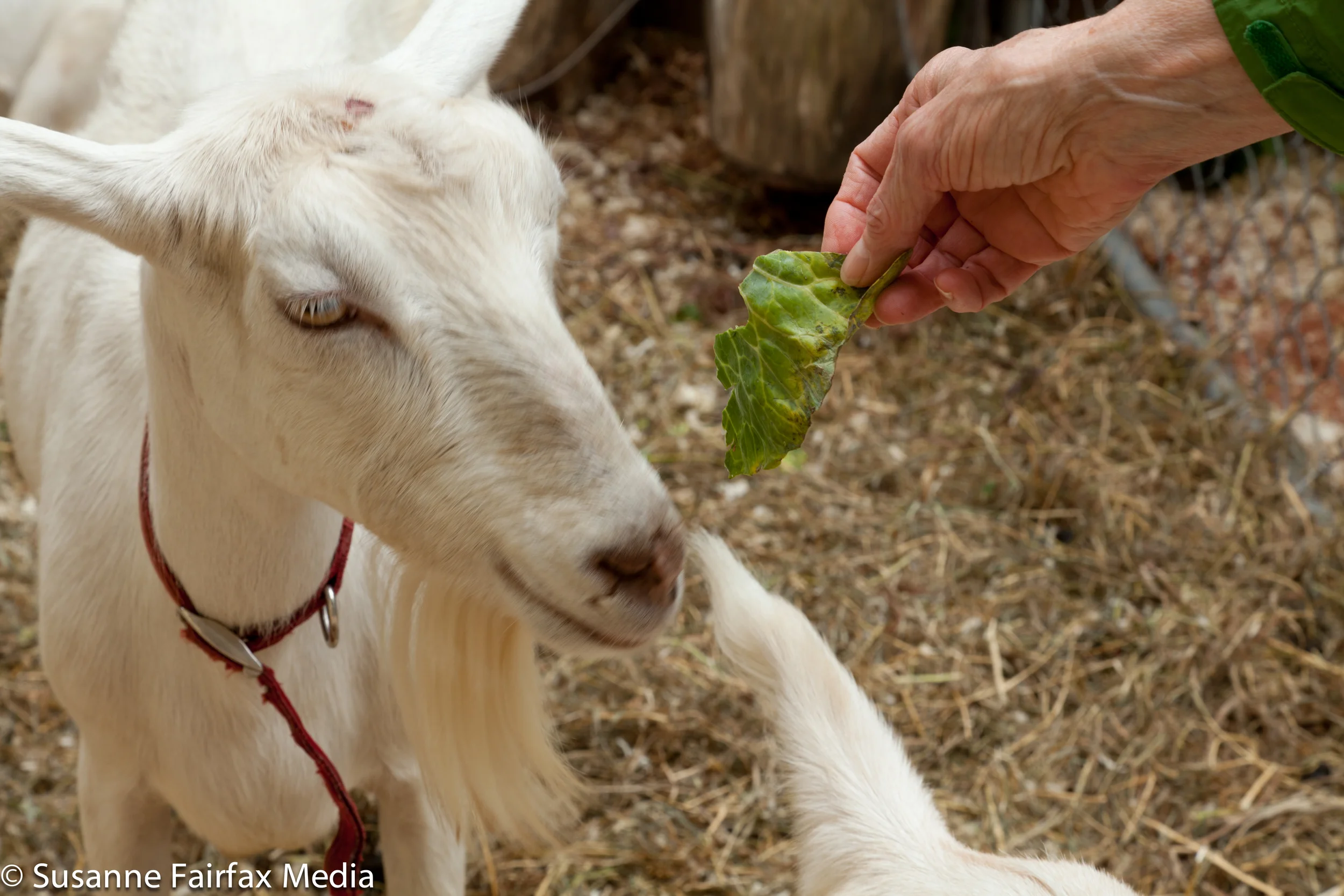 20130727_SugarBeet_Edible_Garden_LR_Goats_Fairfax-0950.jpg