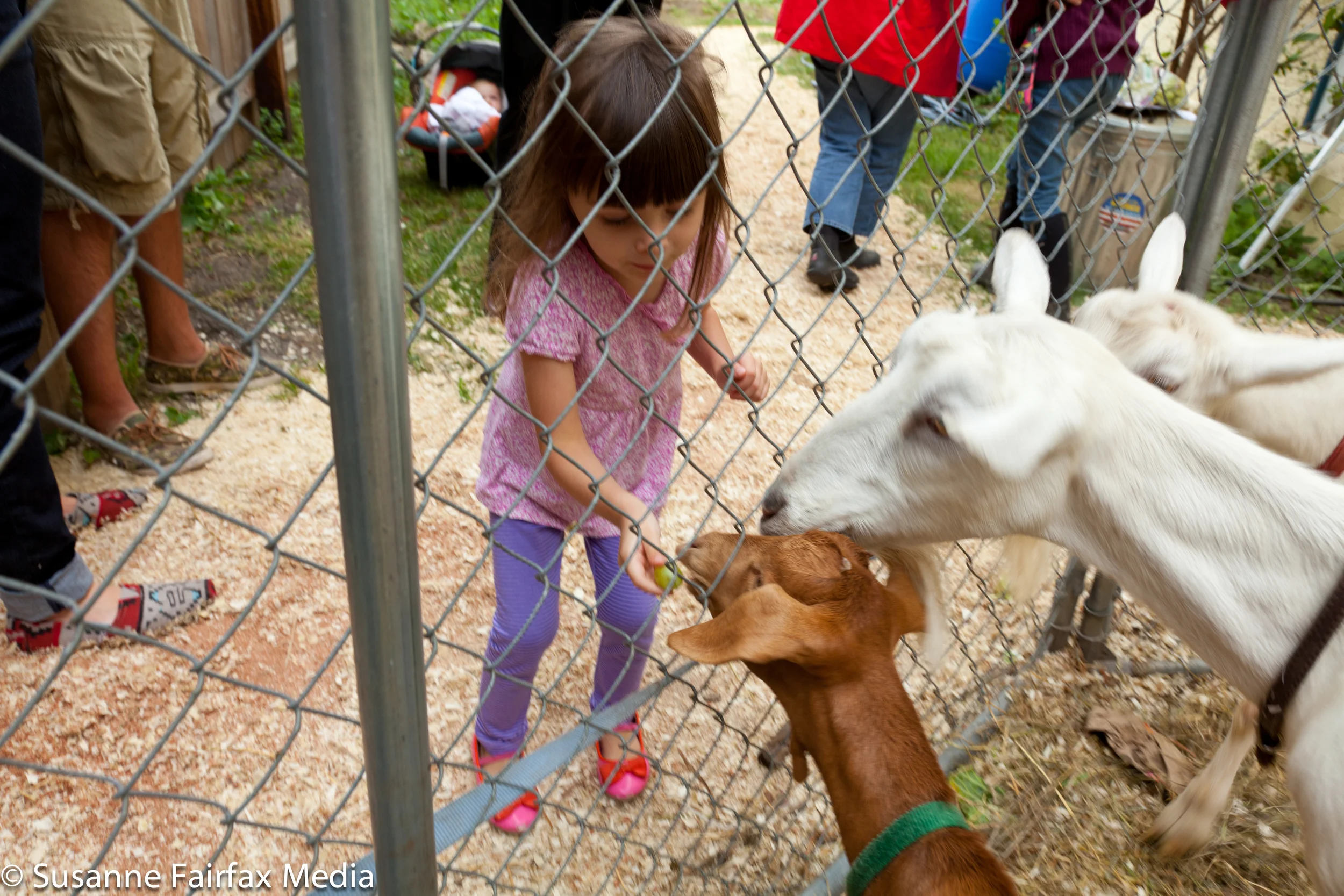 20130727_SugarBeet_Edible_Garden_LR_Goats_Fairfax-1061.jpg