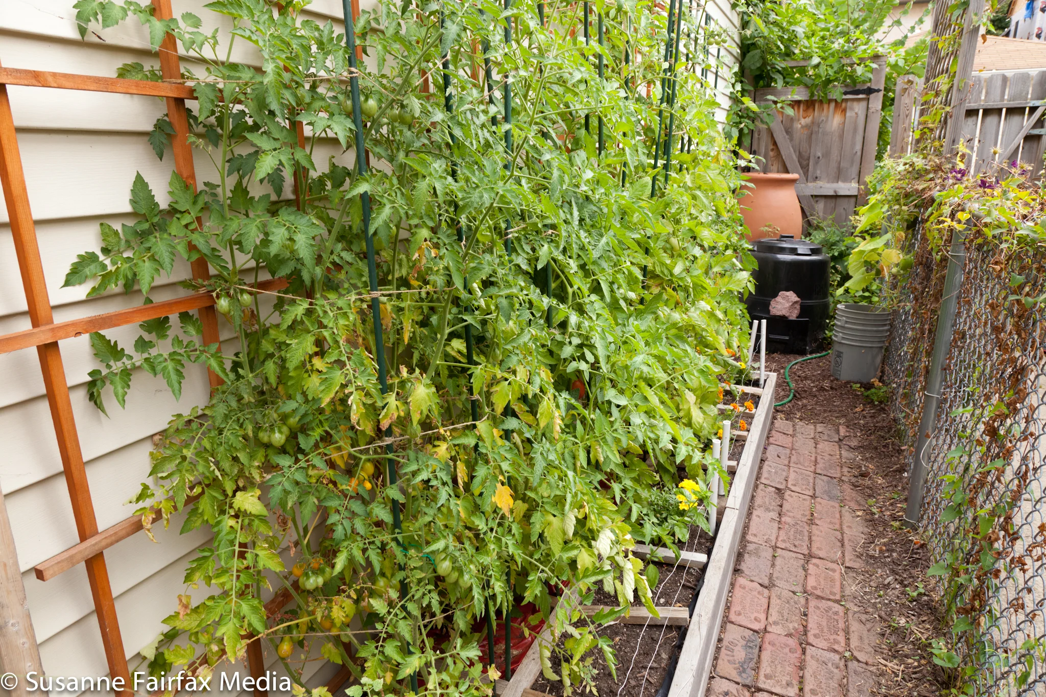 20130727_SugarBeet_Edible_Garden_LR_Iverson_Vermicomposting_Irigated_Raised_Beds_Fairfax_Sm-8391.jpg