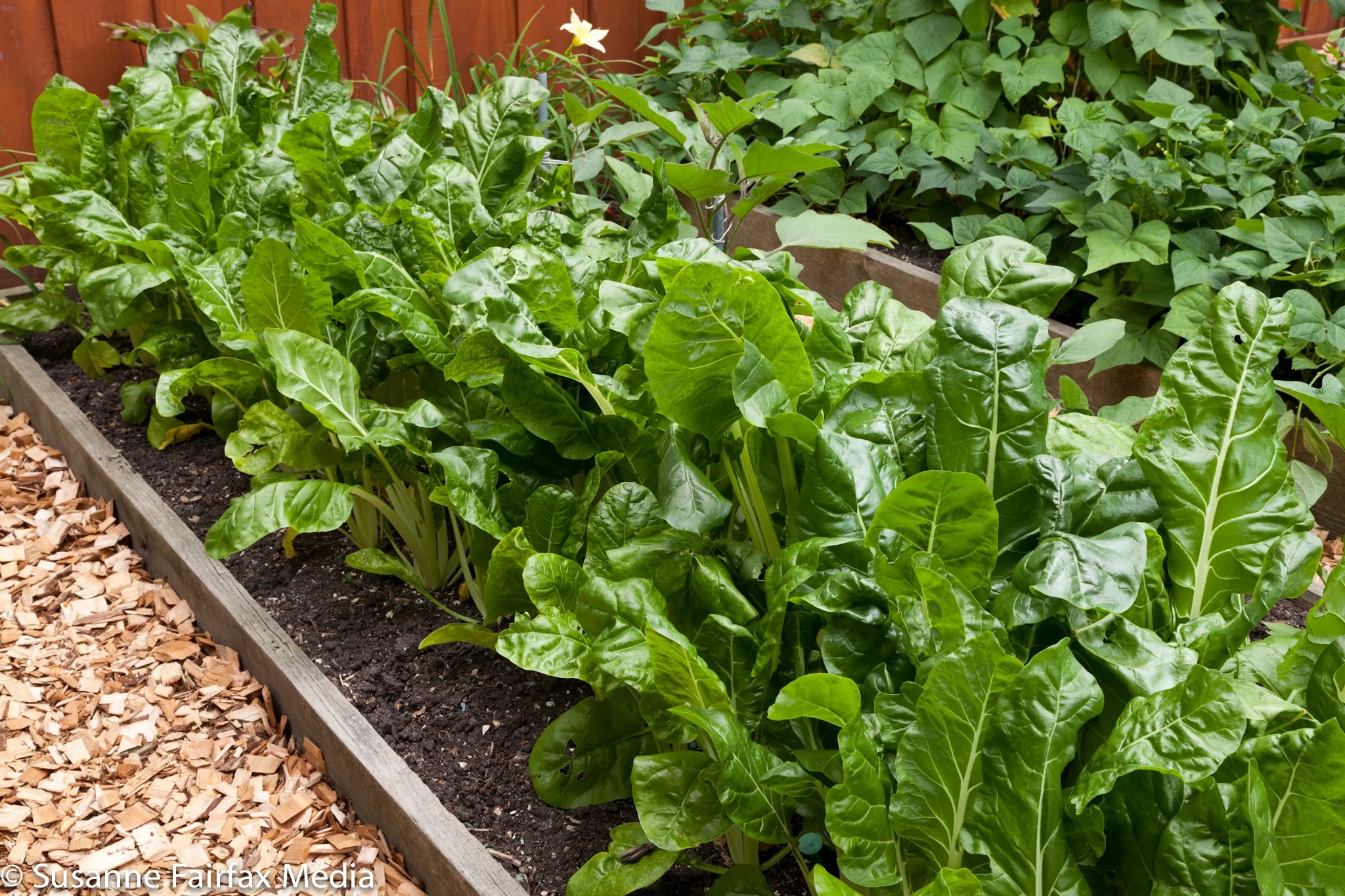 20130727_SugarBeet_Edible_Garden_LR_Jim_Kelly_Bruce_Broerman__Fairfax_SM-8424.jpg