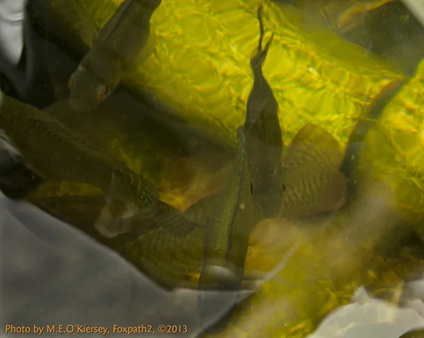20130727_SugarBeet_Edible_Garden_Tour_DiFebo_Fish-1193_OEK_2398.jpg