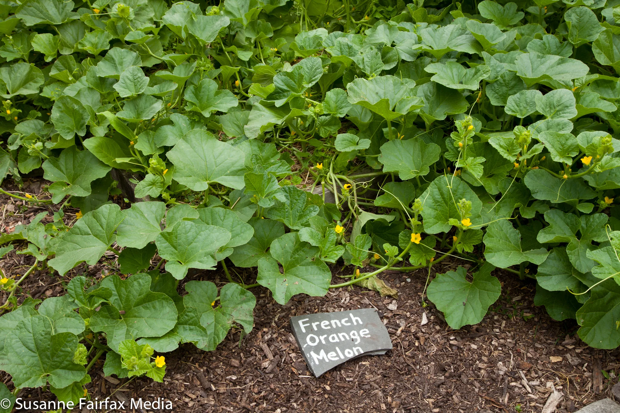 20130727_SugarBeet_Edible_Garden_Tour_LR_Cheney_Mansion-8497.jpg