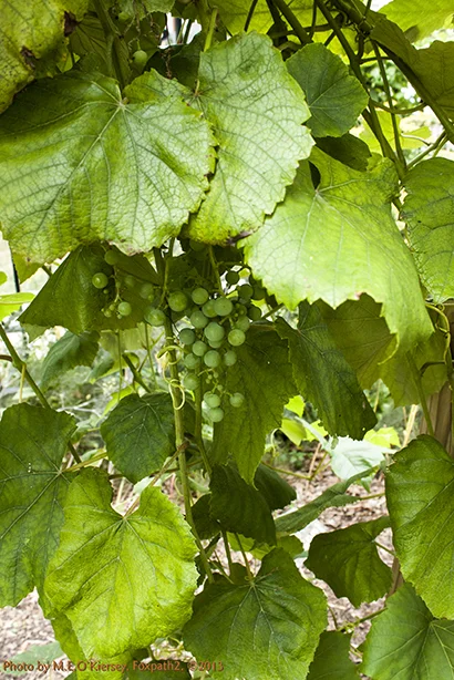 20130727_SugarBeet_Edible_Garden_Tour_LR_Cheney_Mansion-8512_MEO_2469.jpg