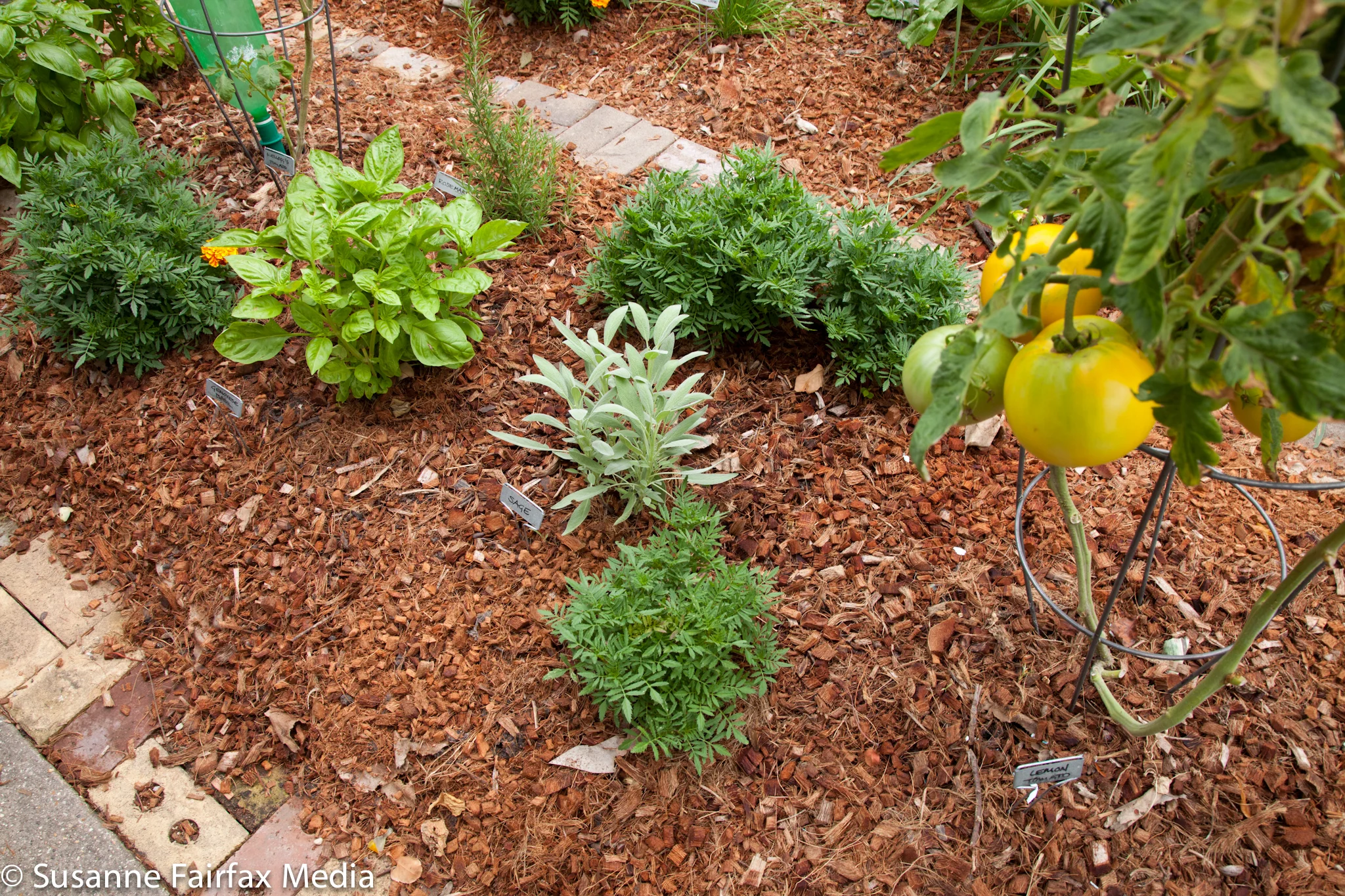 20130727_SugarBeet_Edible_Garden_Tour_LR_G5_Murray_Lasagna_Fairfax_Sm-8481.jpg