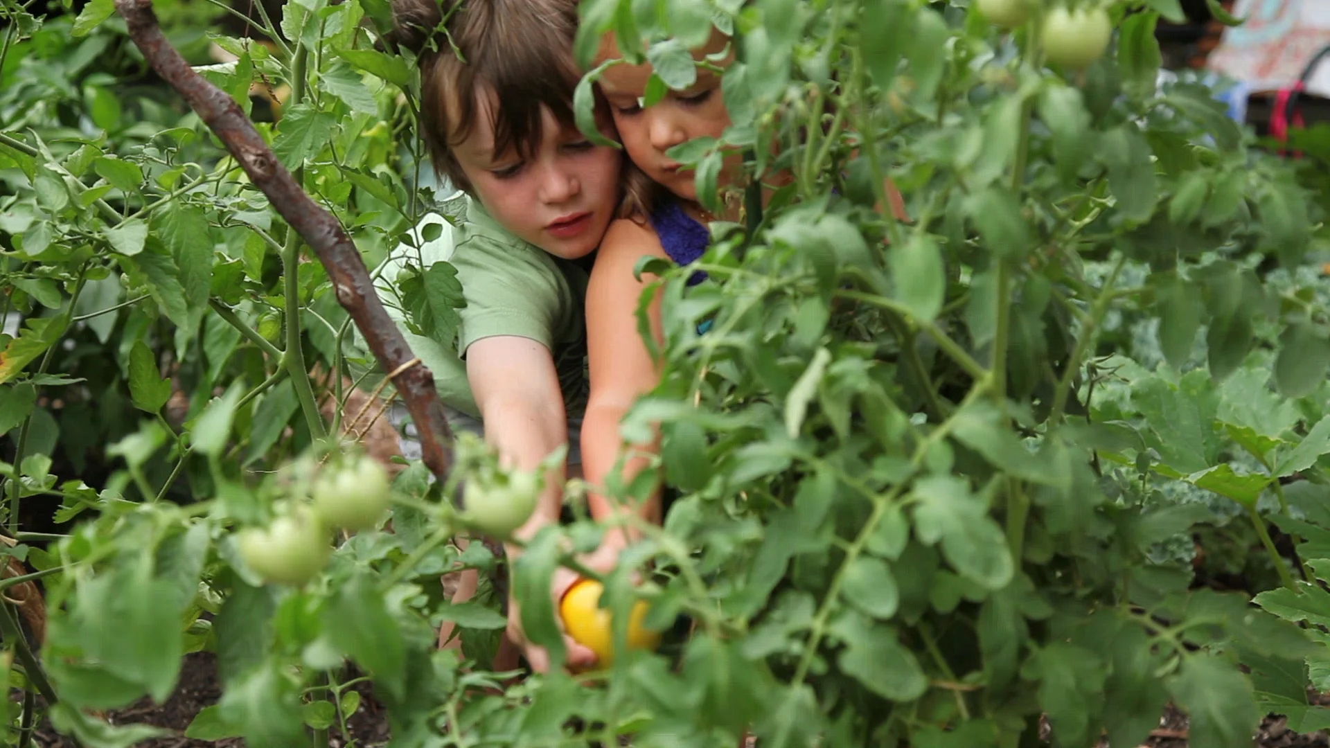 Cheryl_Garden_PickTomatoMVI_9700.MOV.Still001.jpg